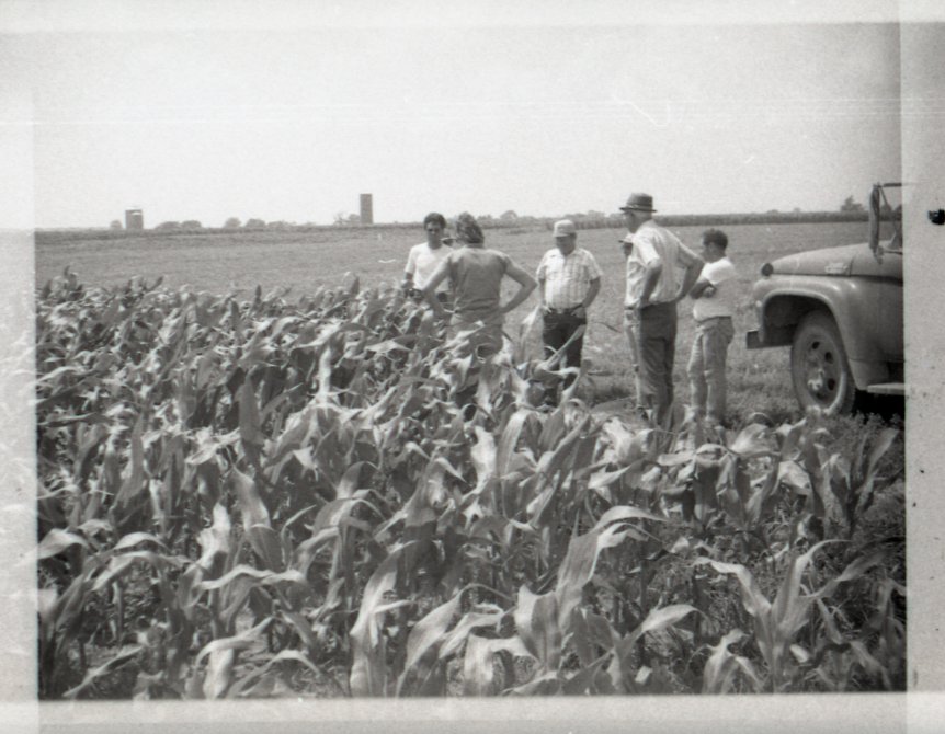 Group of Men in Corn Field