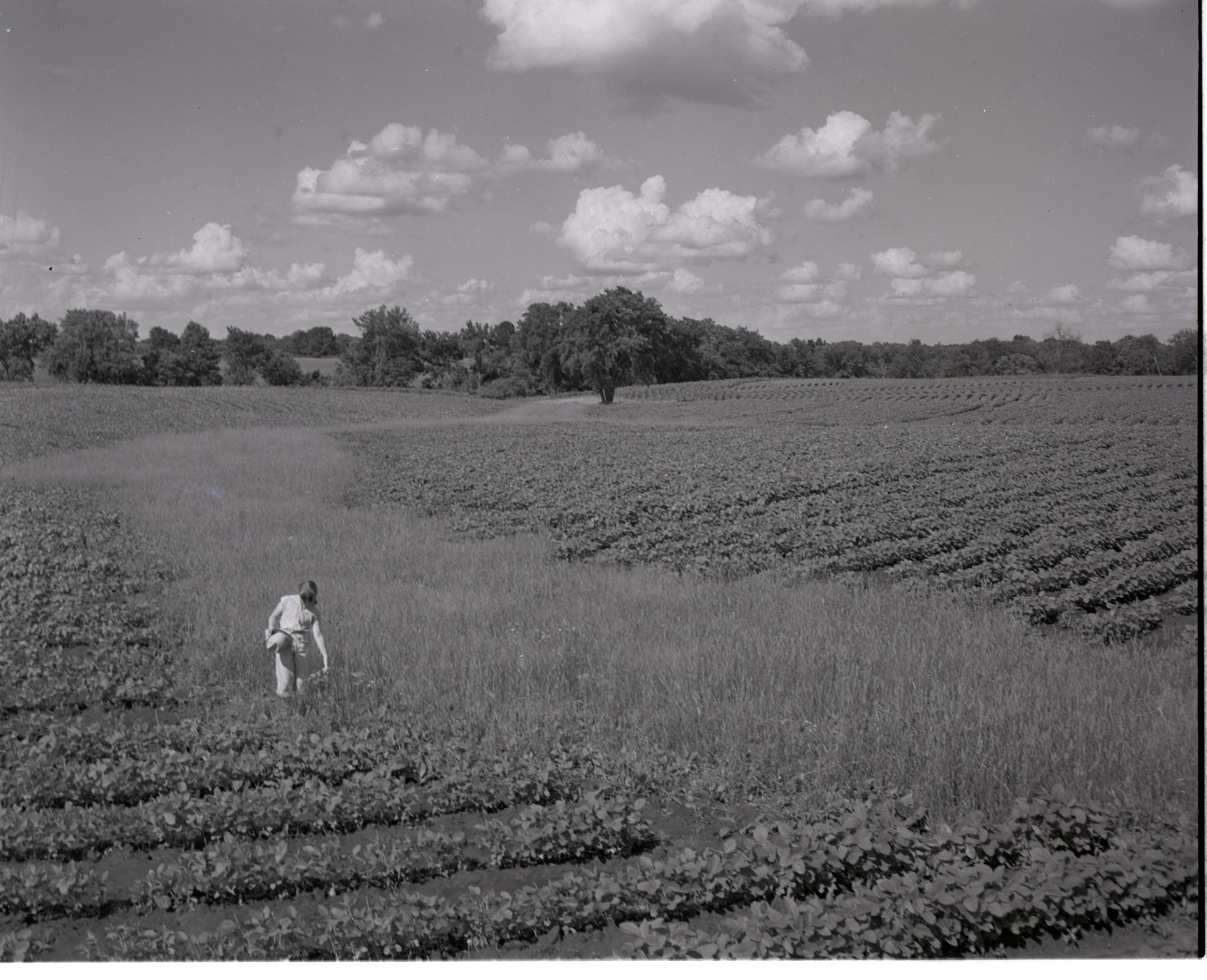 Young Girl Stands in Cornfield