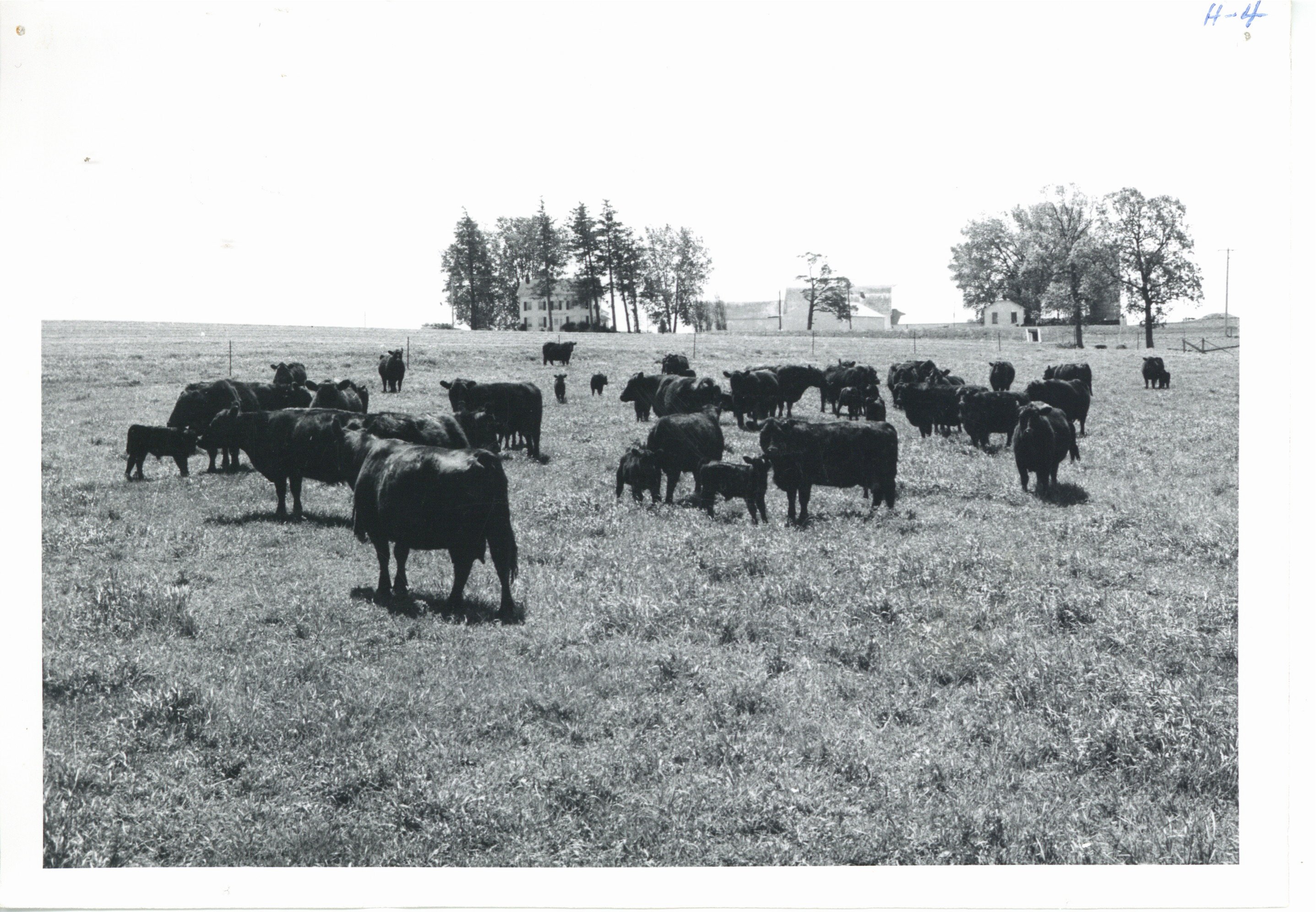 Cattle grazing on Raymond Kurth farm, 1963