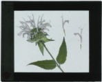 Monarda fistulosa (Wild bergamot) specimen