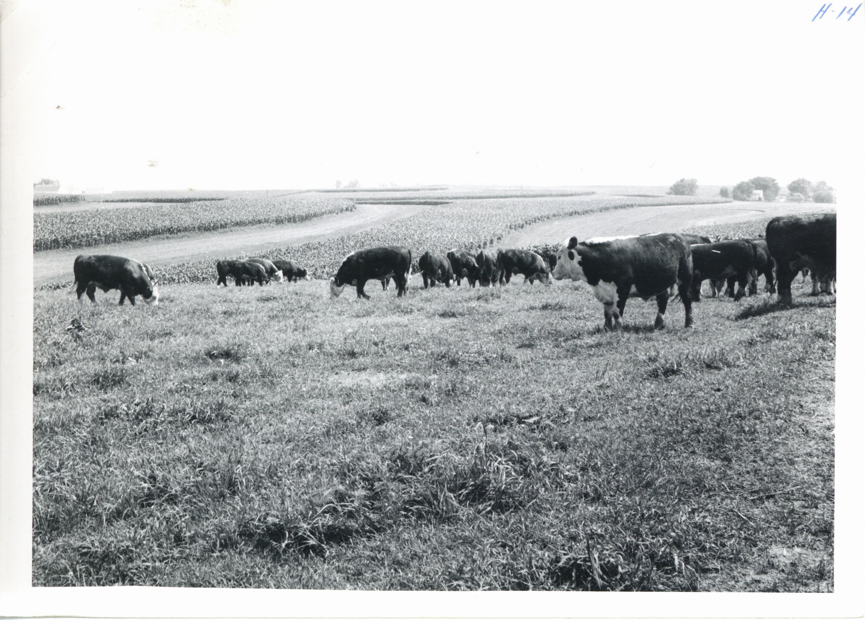Erwin Jepsen farm livestock grazing pasture, 1962