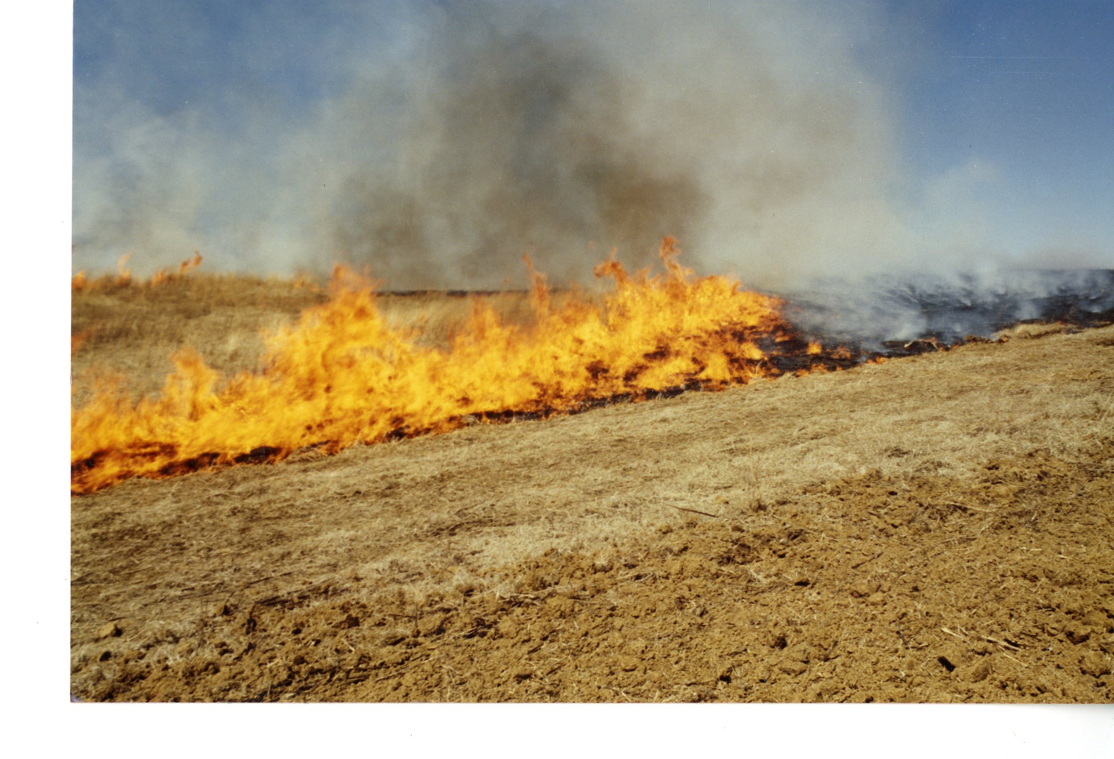 Koster Switchgrass Burn