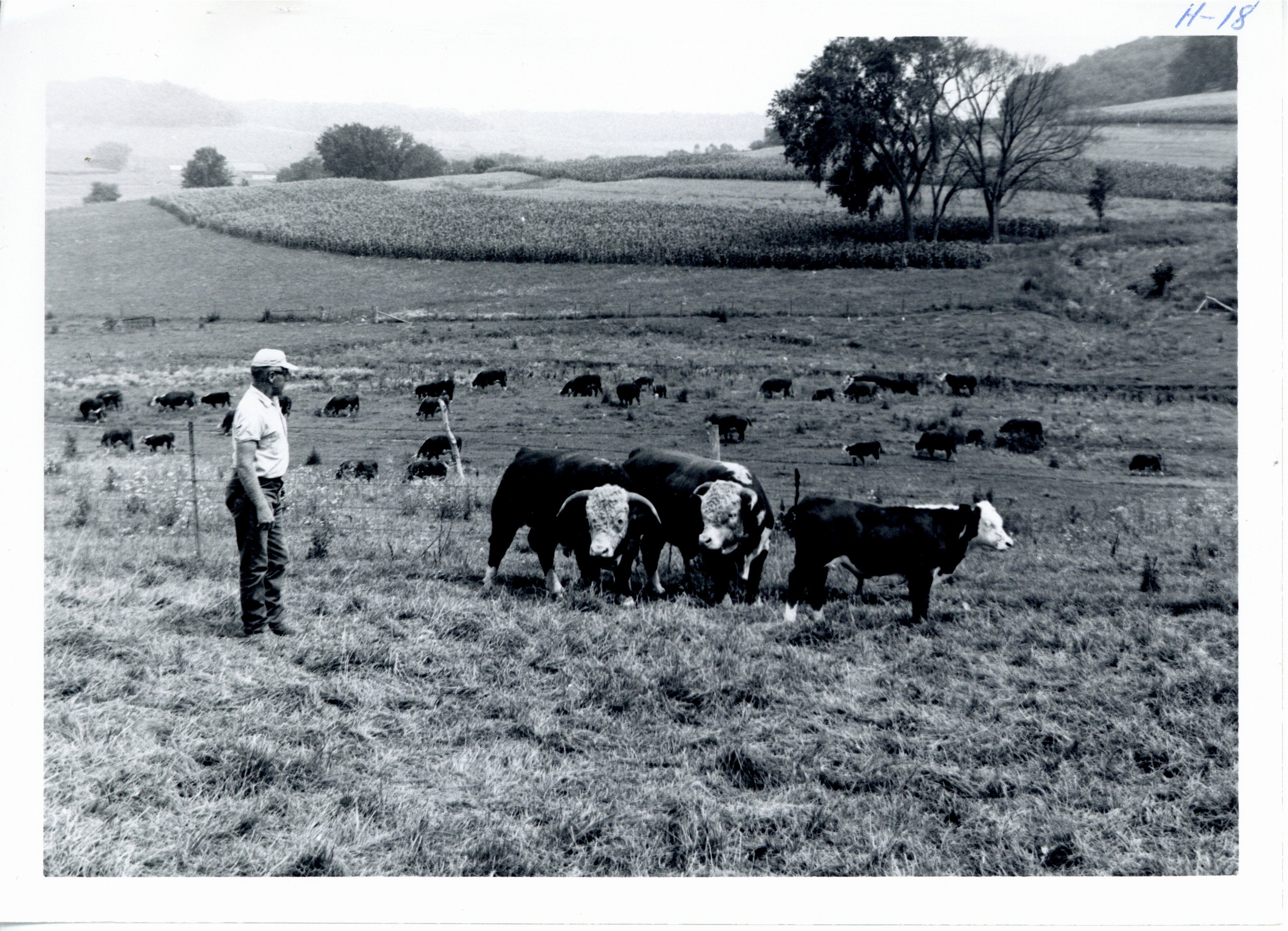 Cattle on improved pasture, 1967