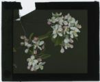 Malus domestica (Apple)