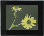 Silphium perfoliatum (Indian cup) specimen