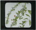 Lycium barbarum L.  (Matrimony vine)