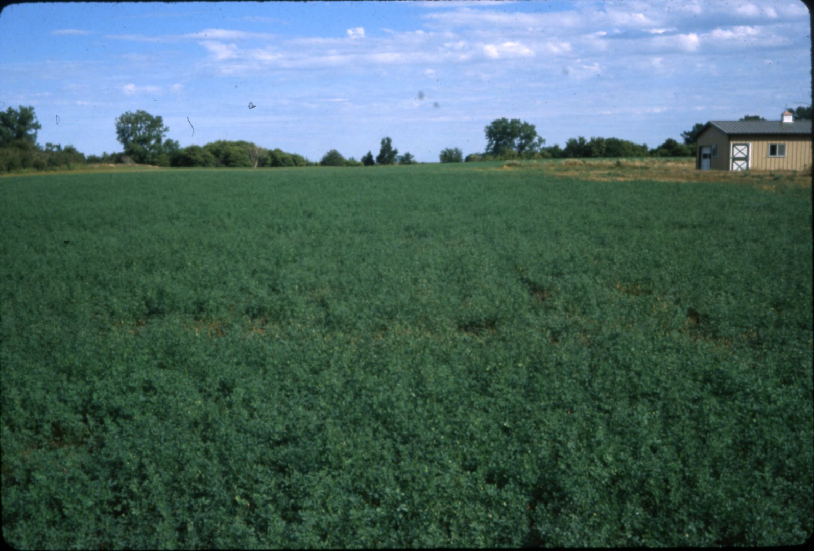 Pasture in clover, 1984