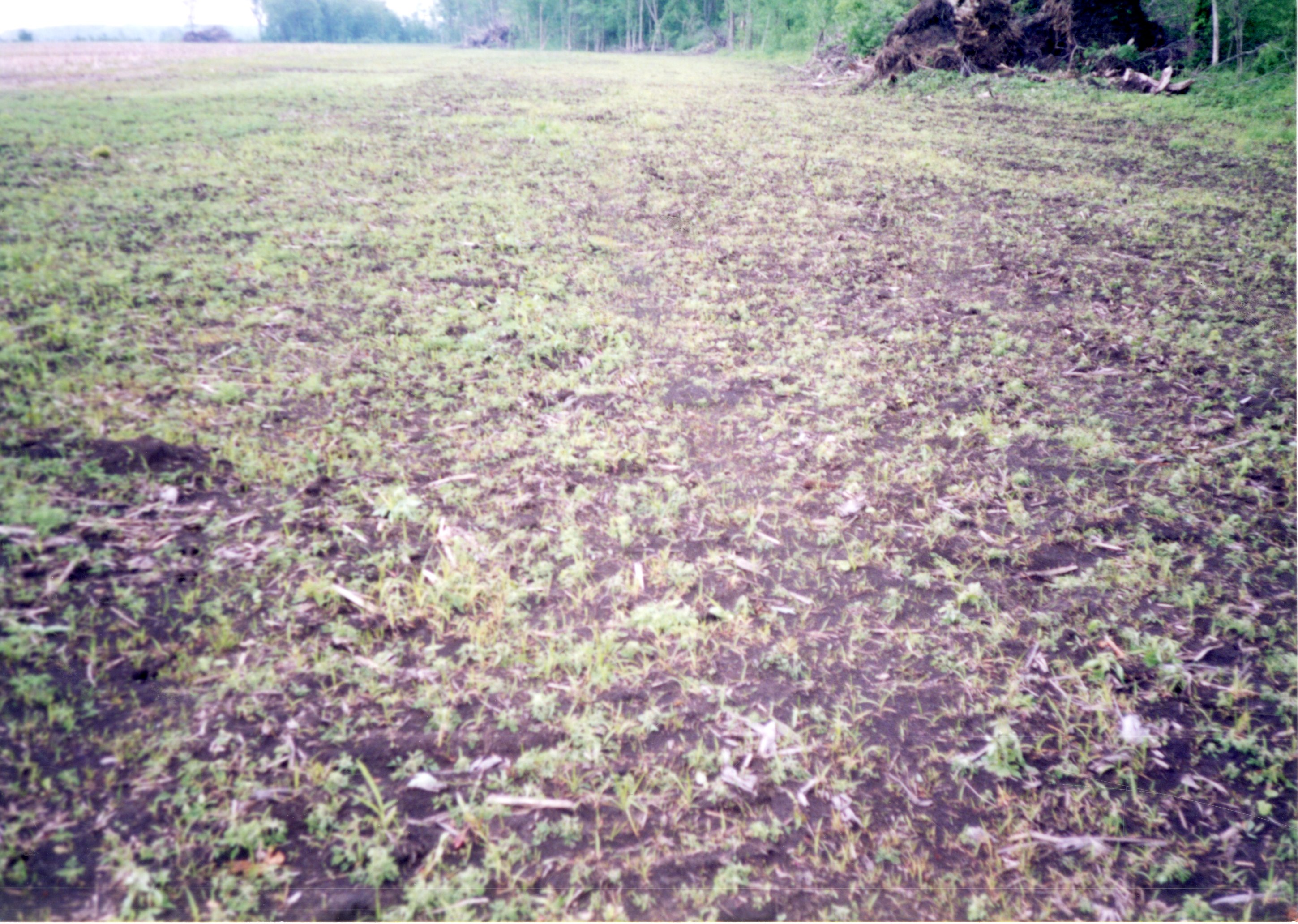 2002  Sodbust Wetland Violation