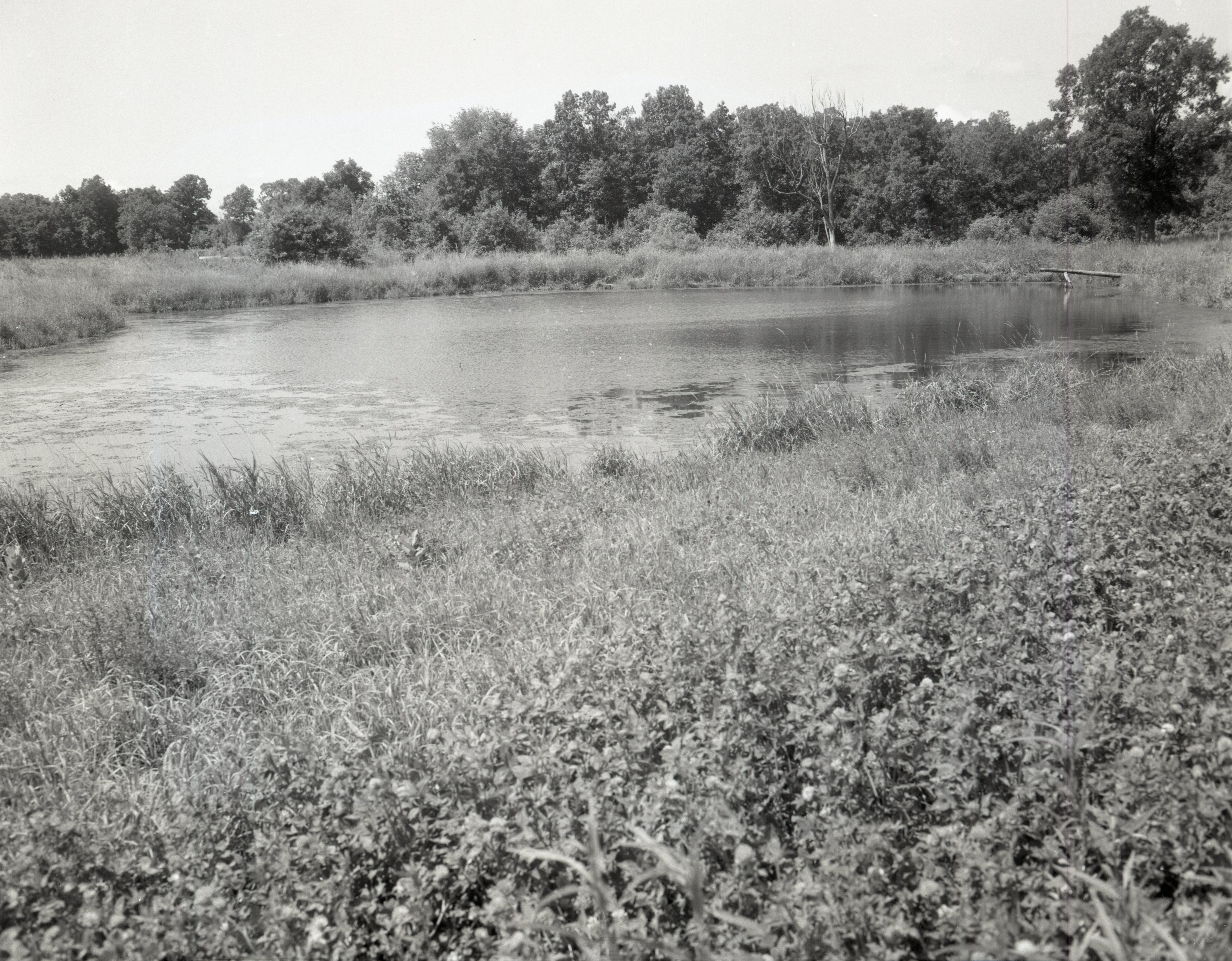 Pond surrounded by trees and grass