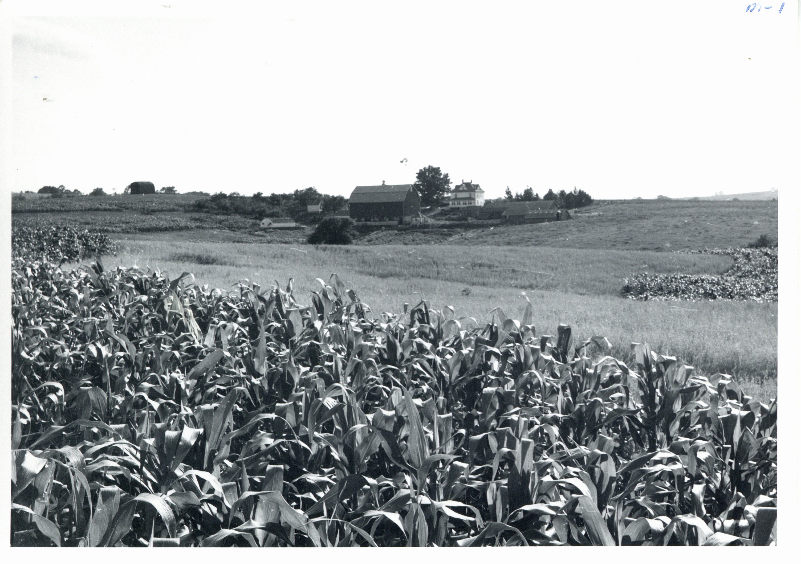 Patrick O'Rourke strip crop layout, 1960
