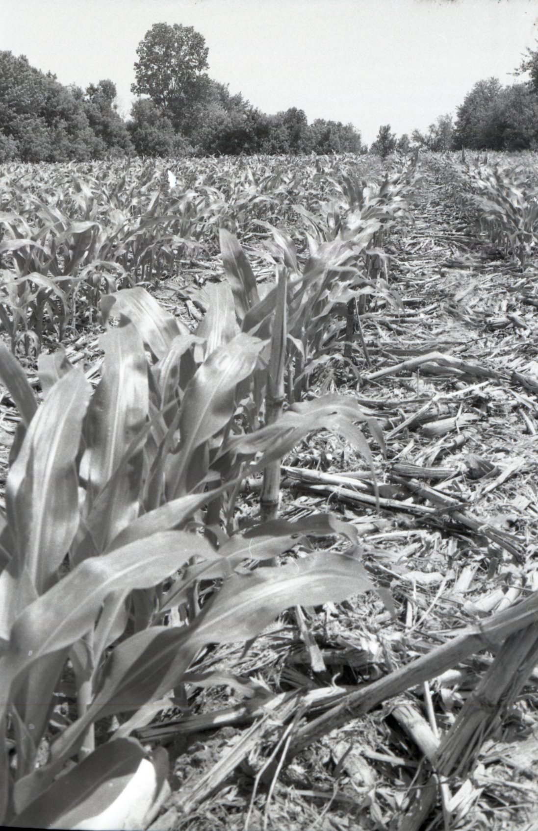 No-till fields of corn