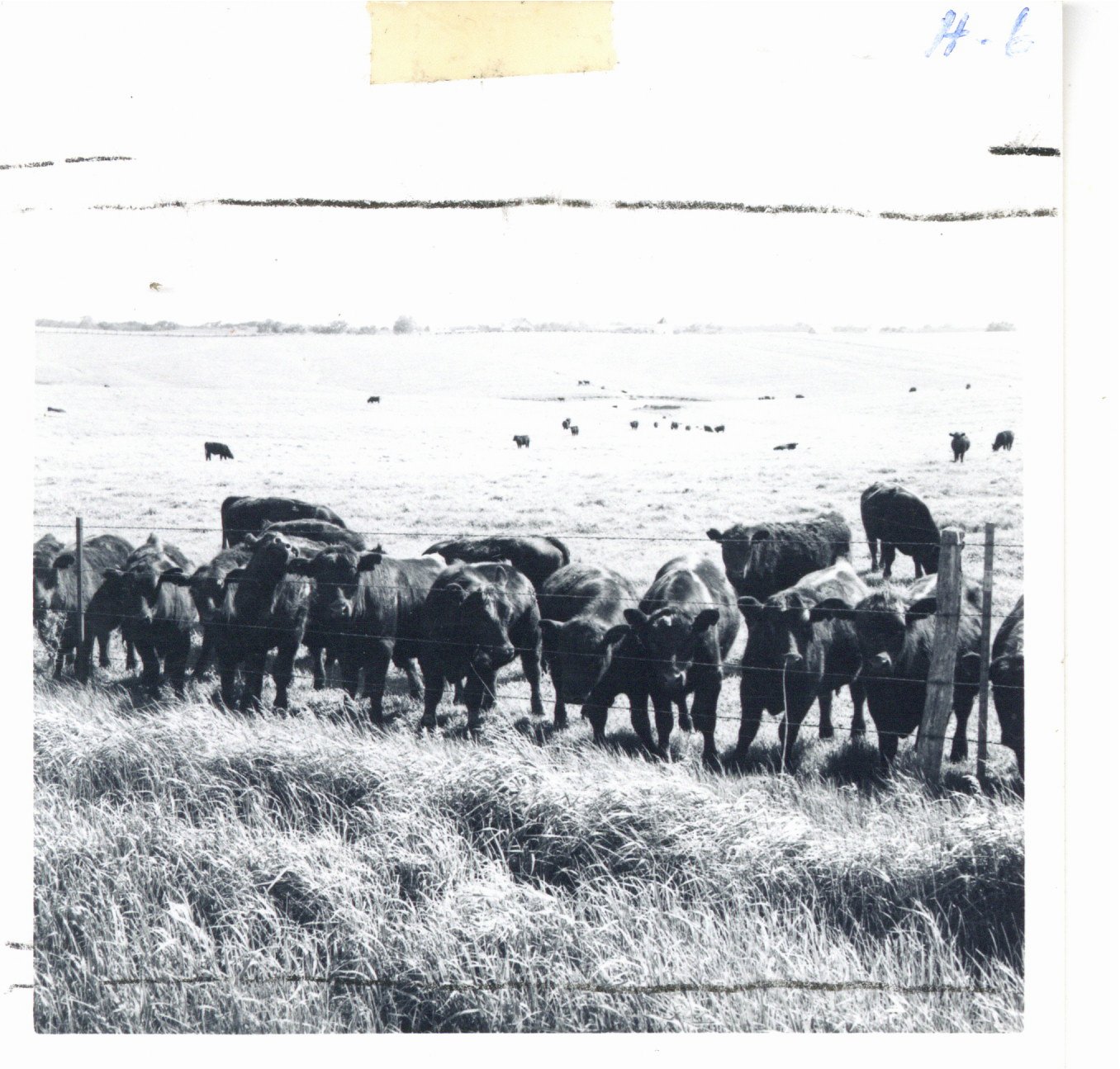 Steers on treefoil pasture on Clifford Tabor farm