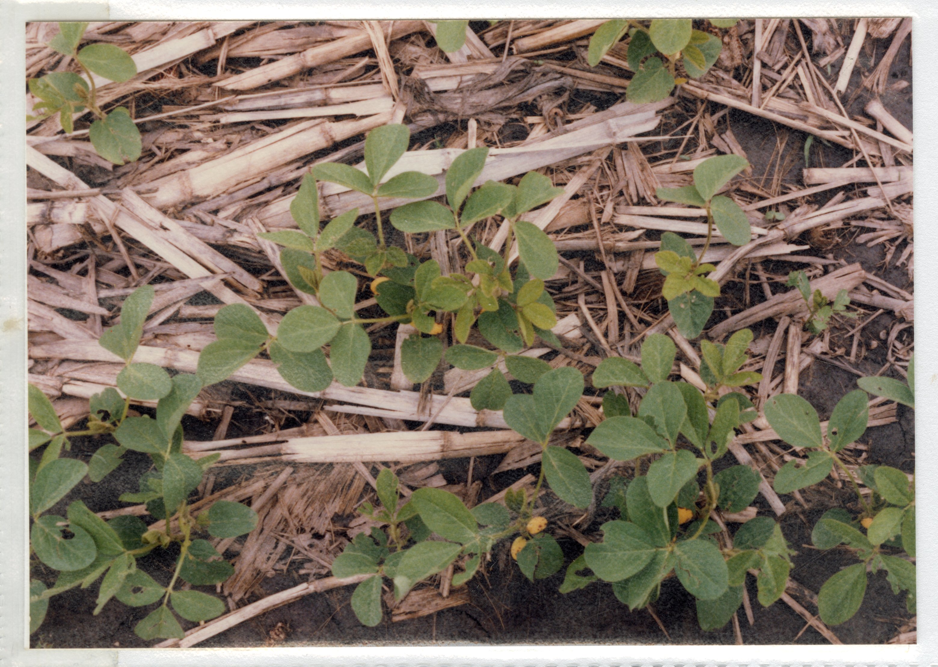 1990 No-till soybeans