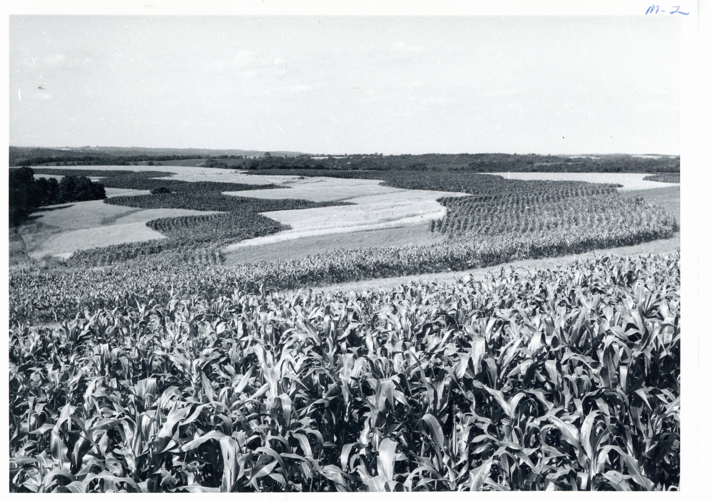 Patrick O'Rourke strip crop layout, 1960