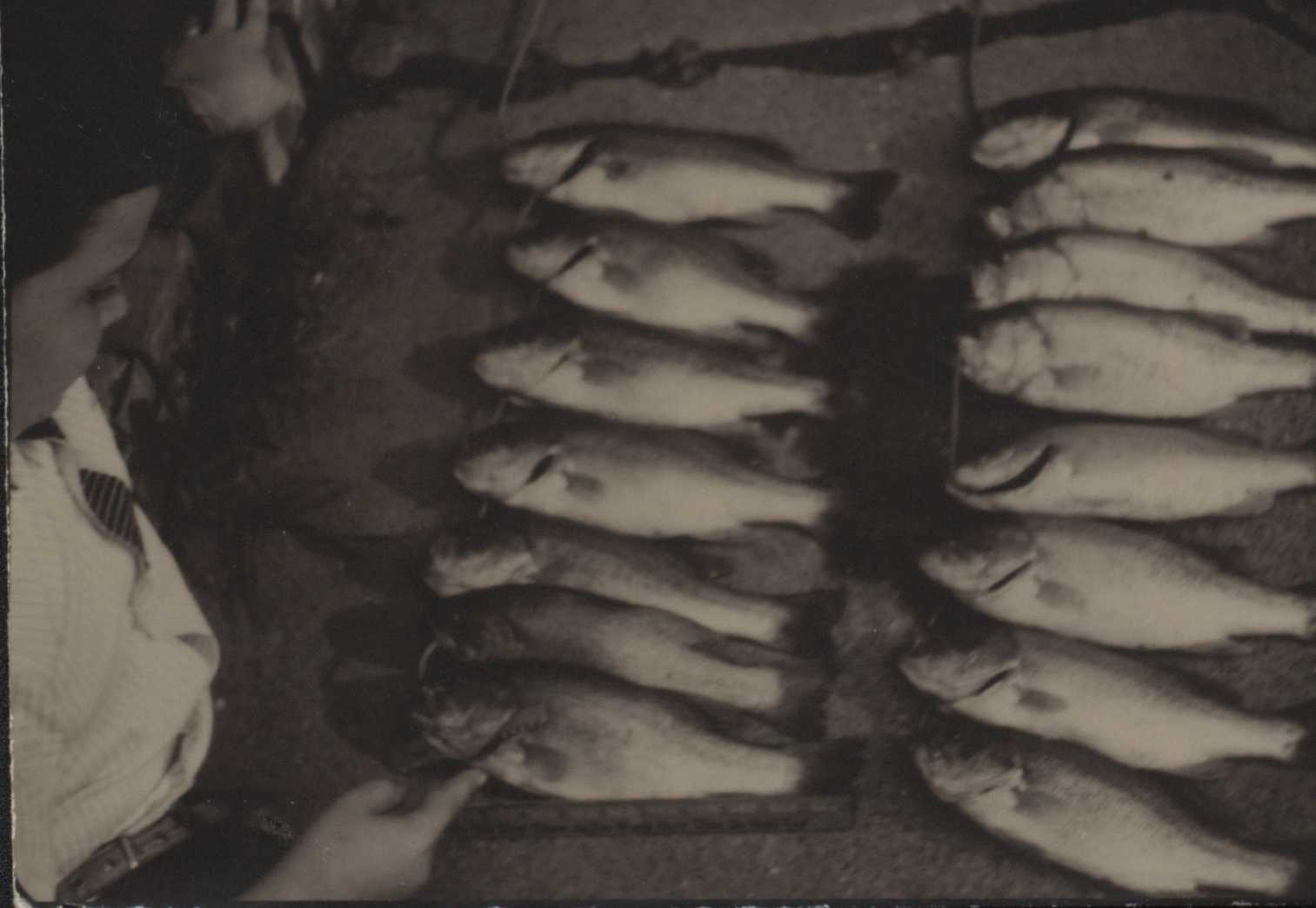 Fifteen bass caught in one hour.