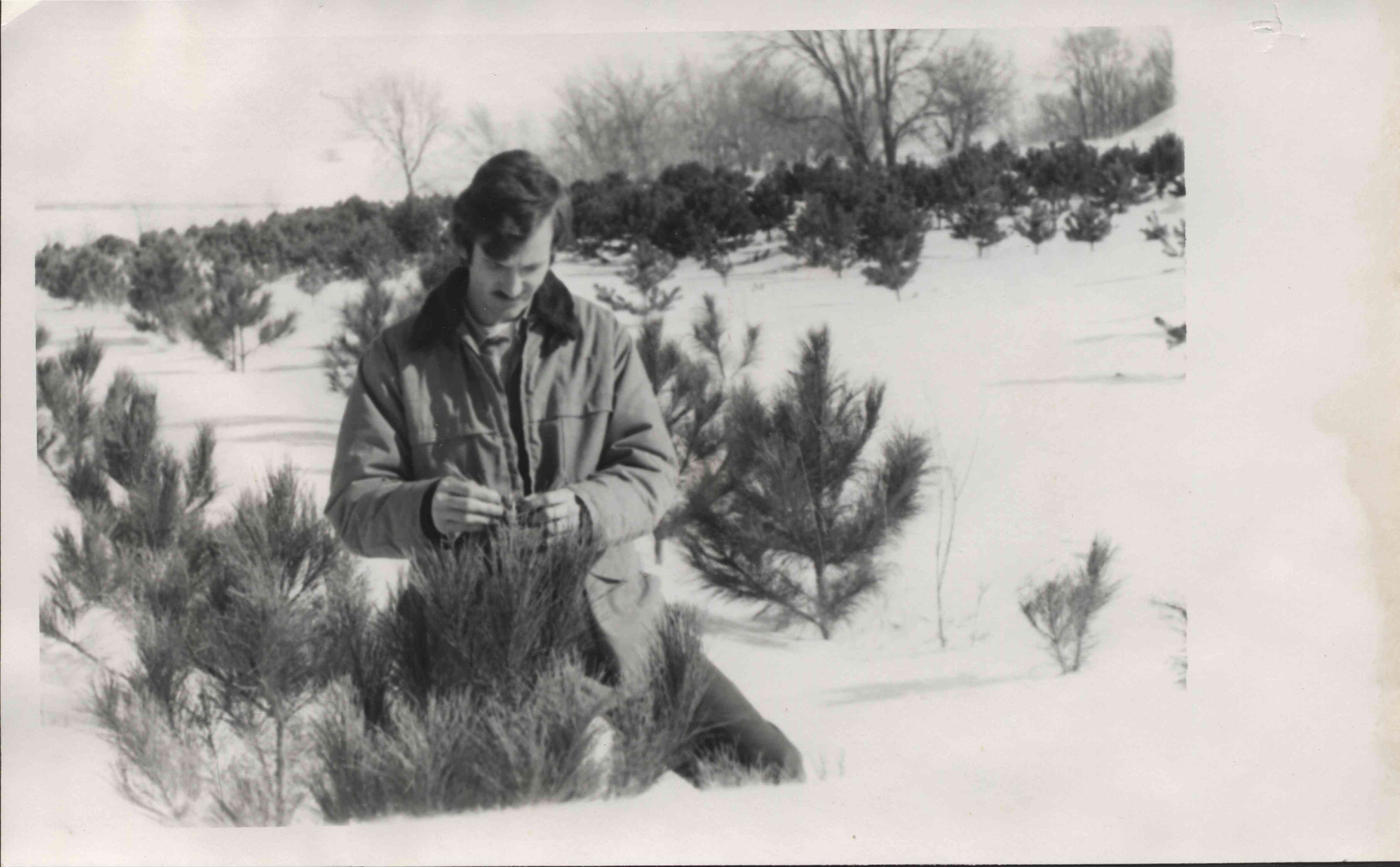 Man with mustache examines small pine tree in the snow