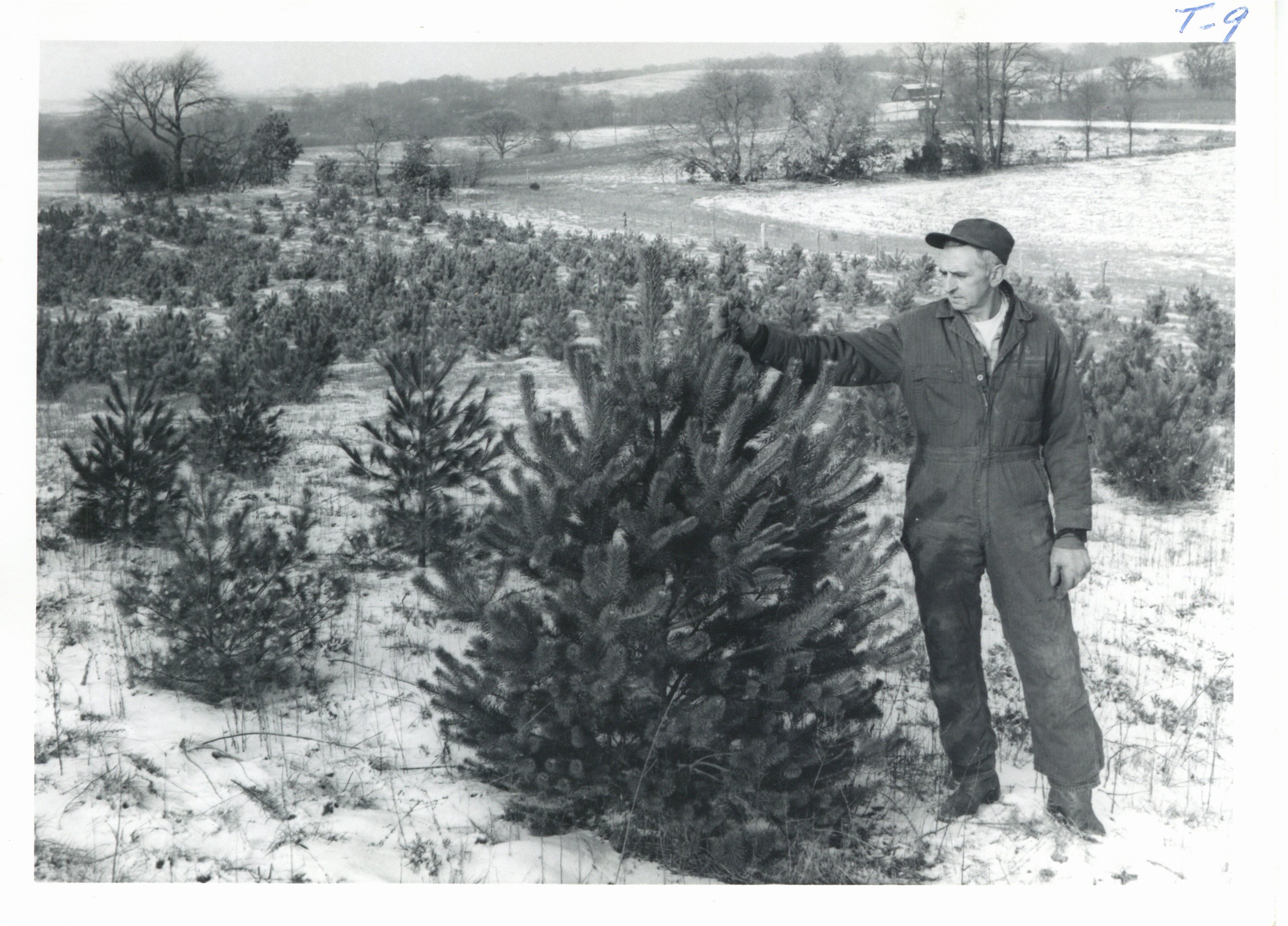 Vernon Millhouse pine trees, 1965