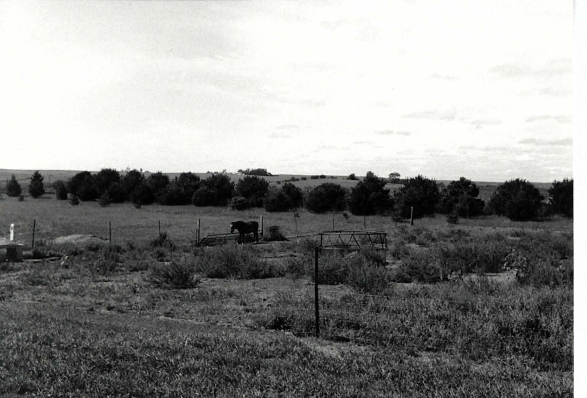 Windbreak and a horse