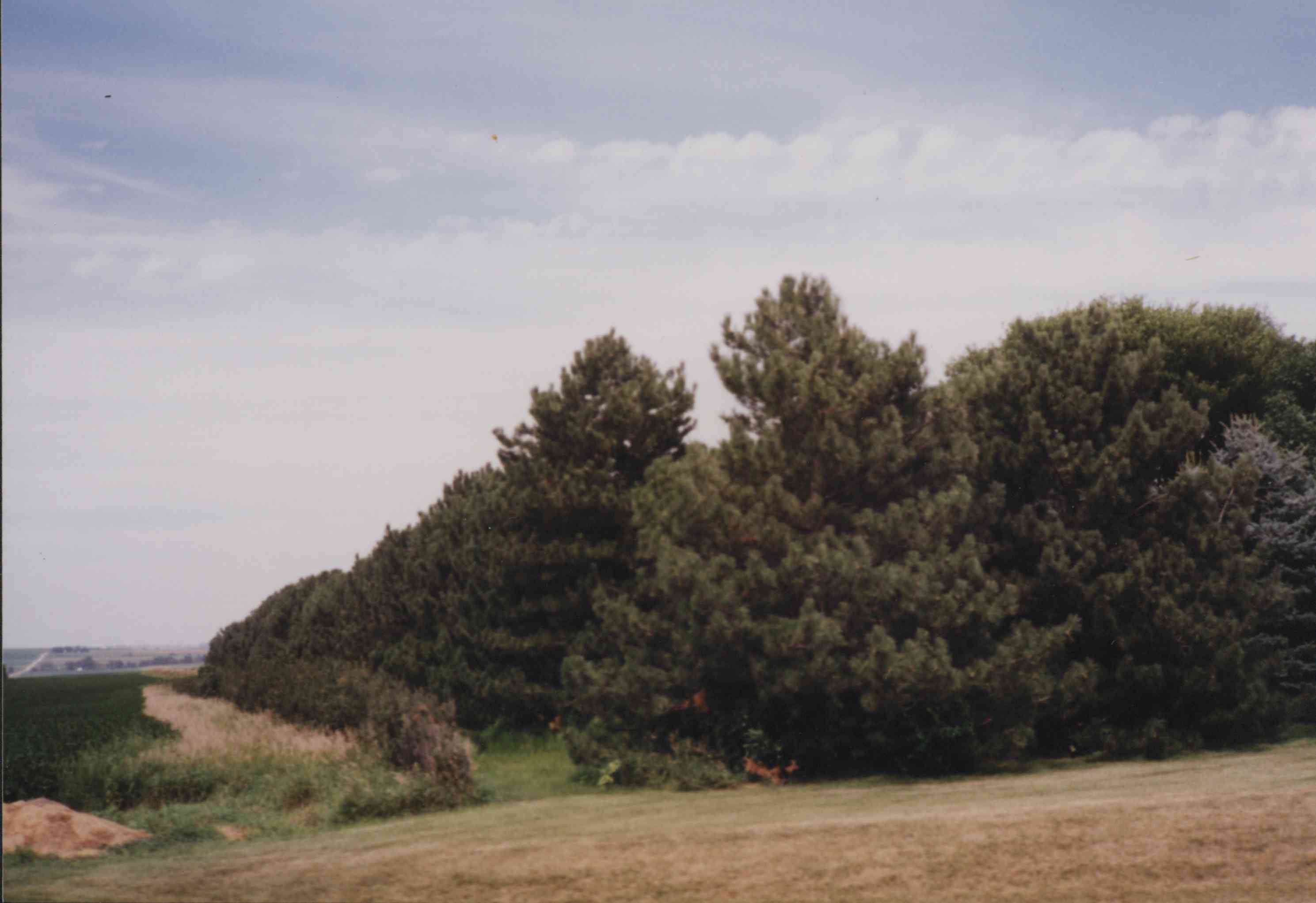 Brown Pasture with Green Pine Trees