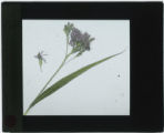 Vernonia fasciculata (Ironweed)