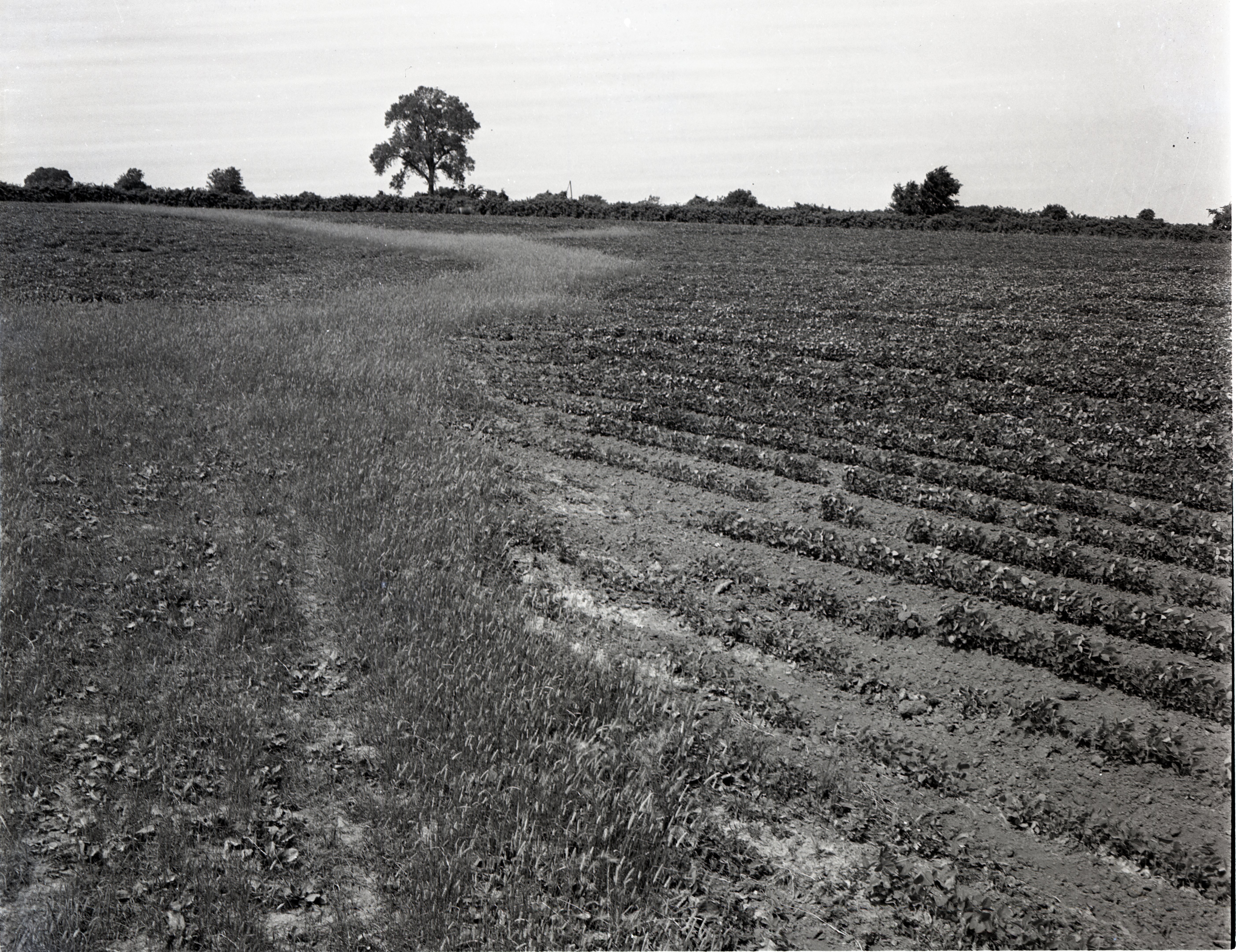 Bean Field with Grass and Shrubs