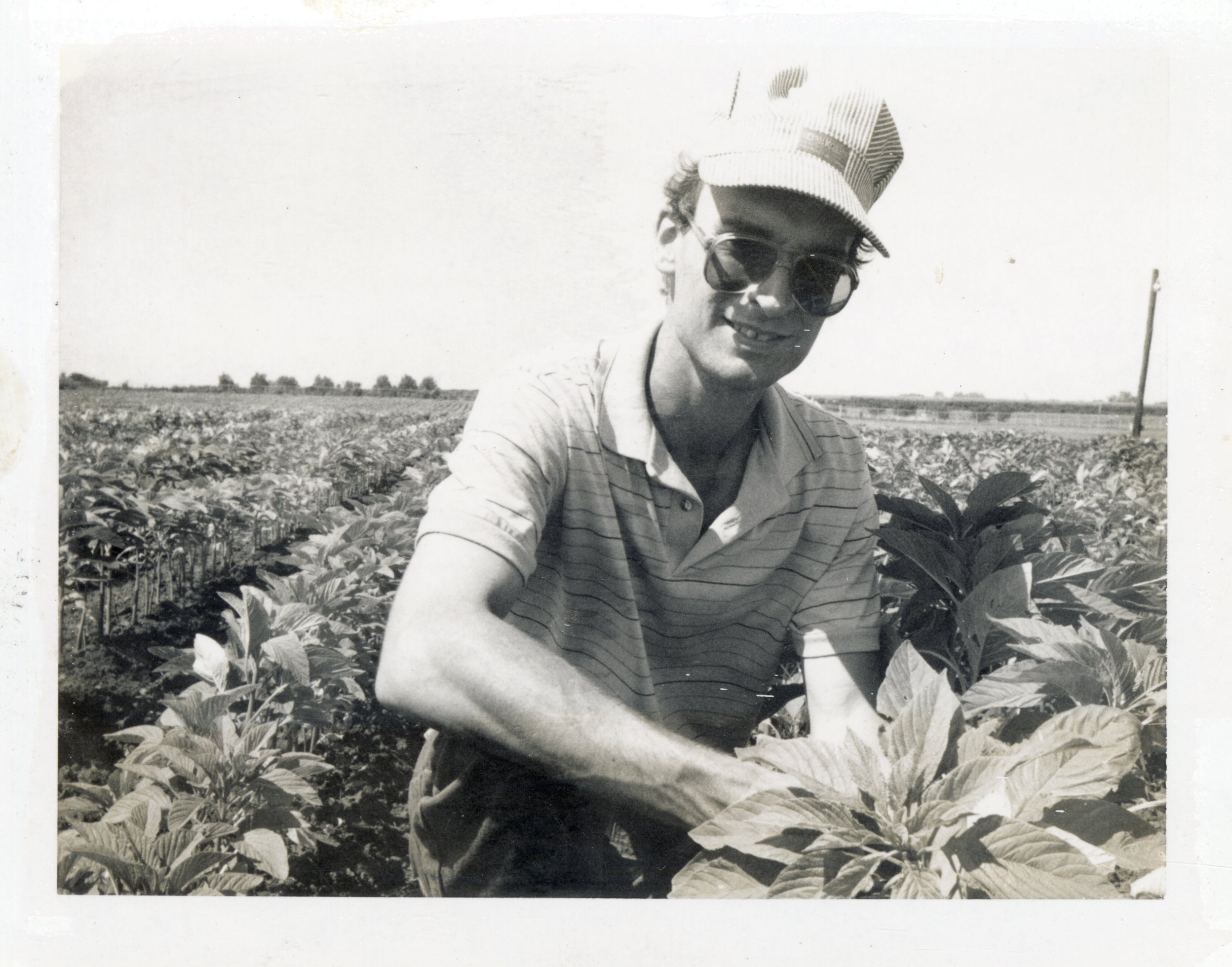 1986 Mark Fehseke, conservation technician,  examines Amaranth grain plants