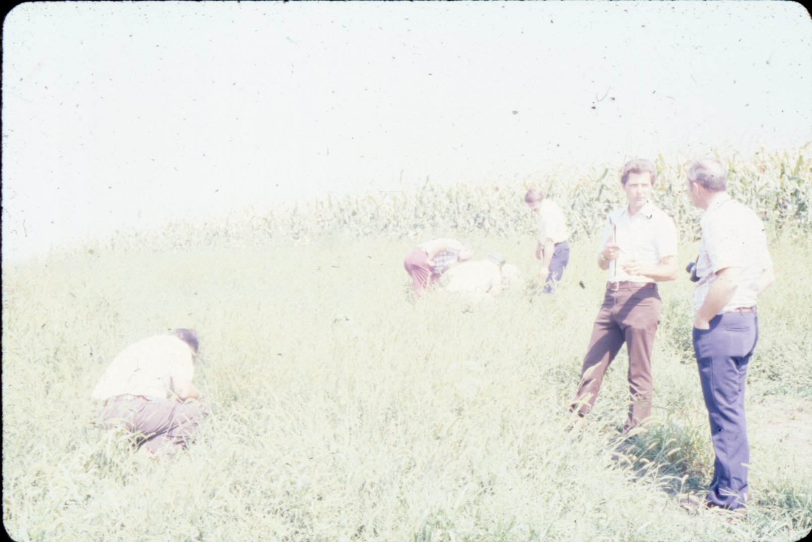 Slide Collection Of Agricultural Land And Cattle 