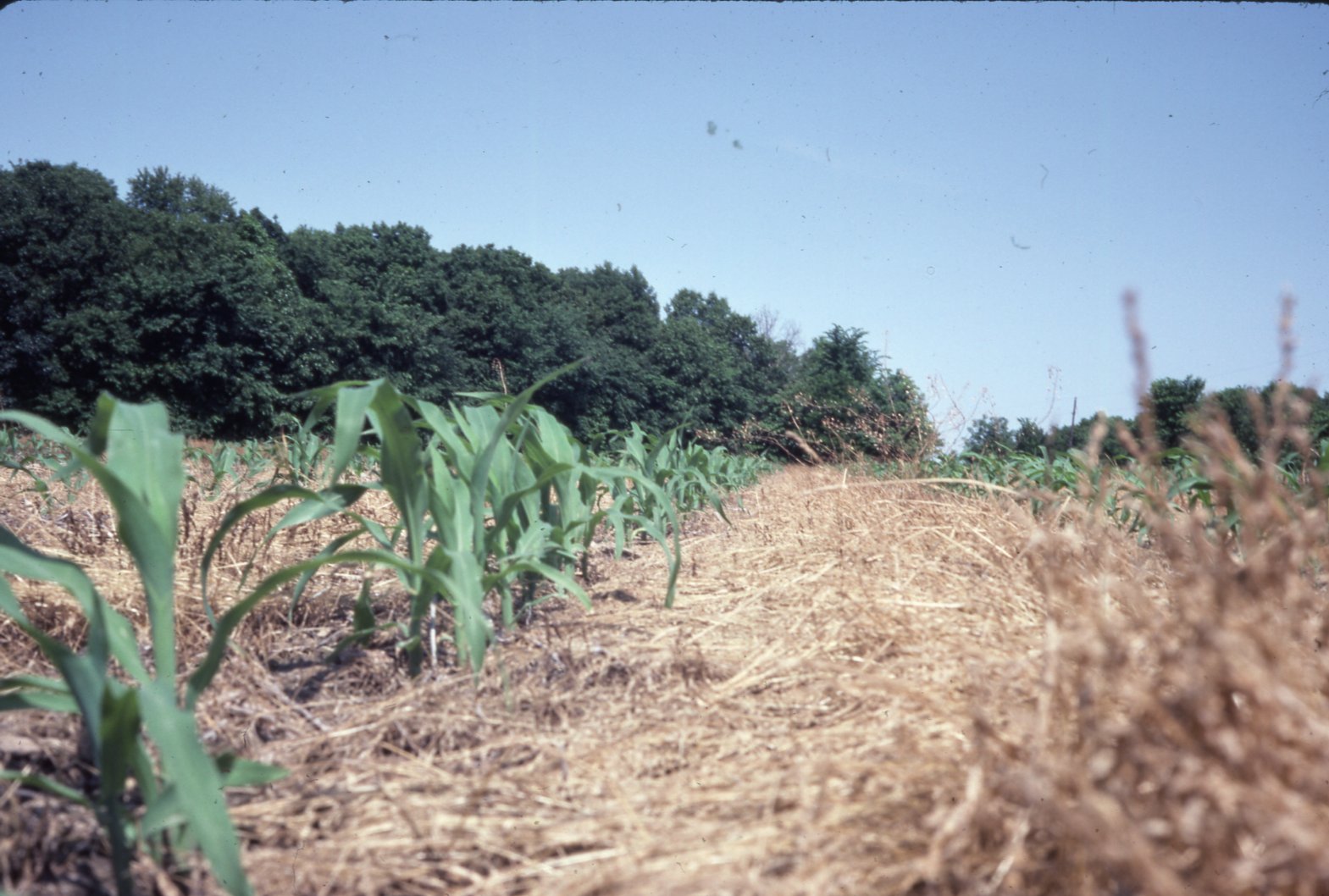 Dean Bolin farmland