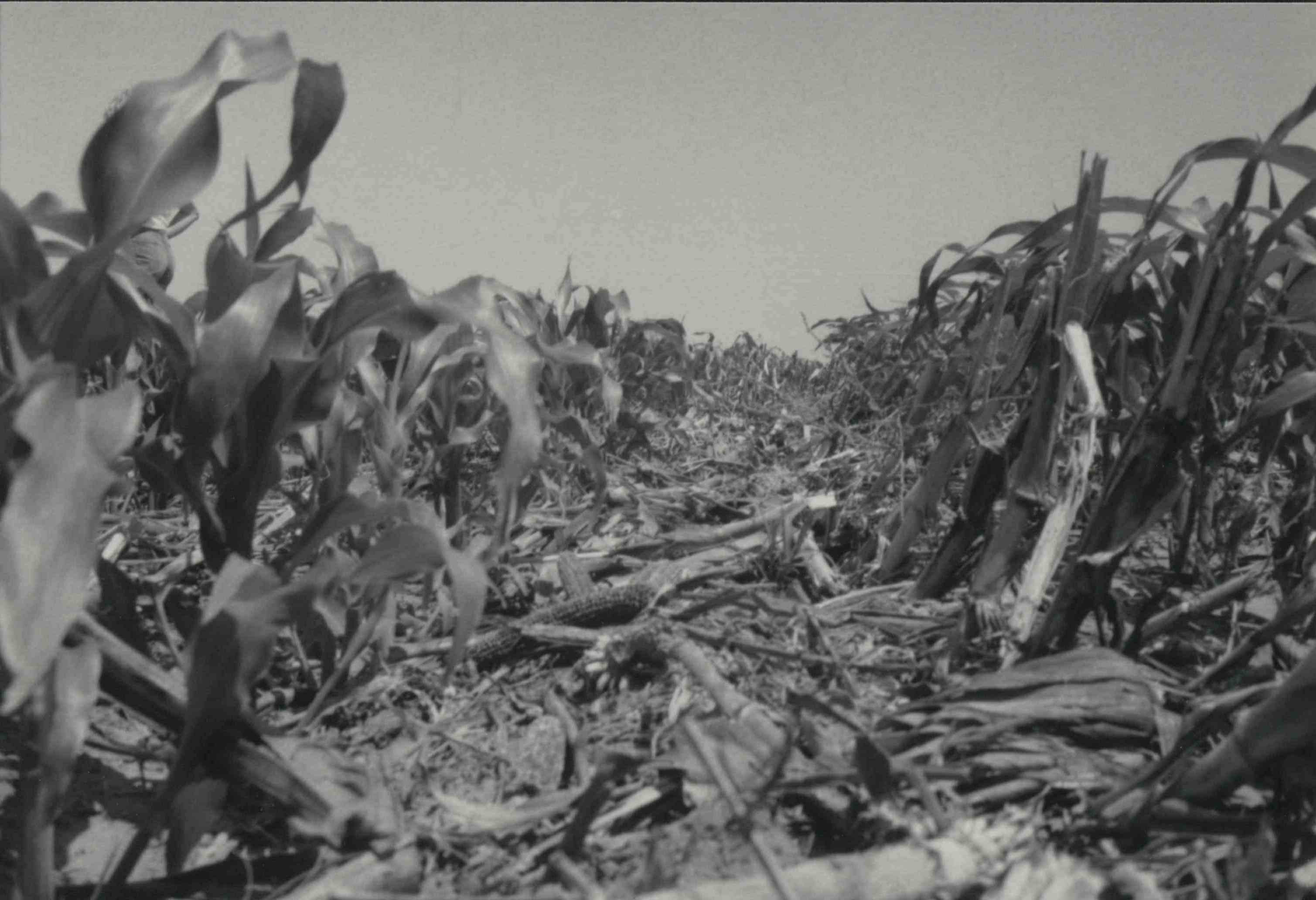 Three views of Cornfield with stalks knocked over