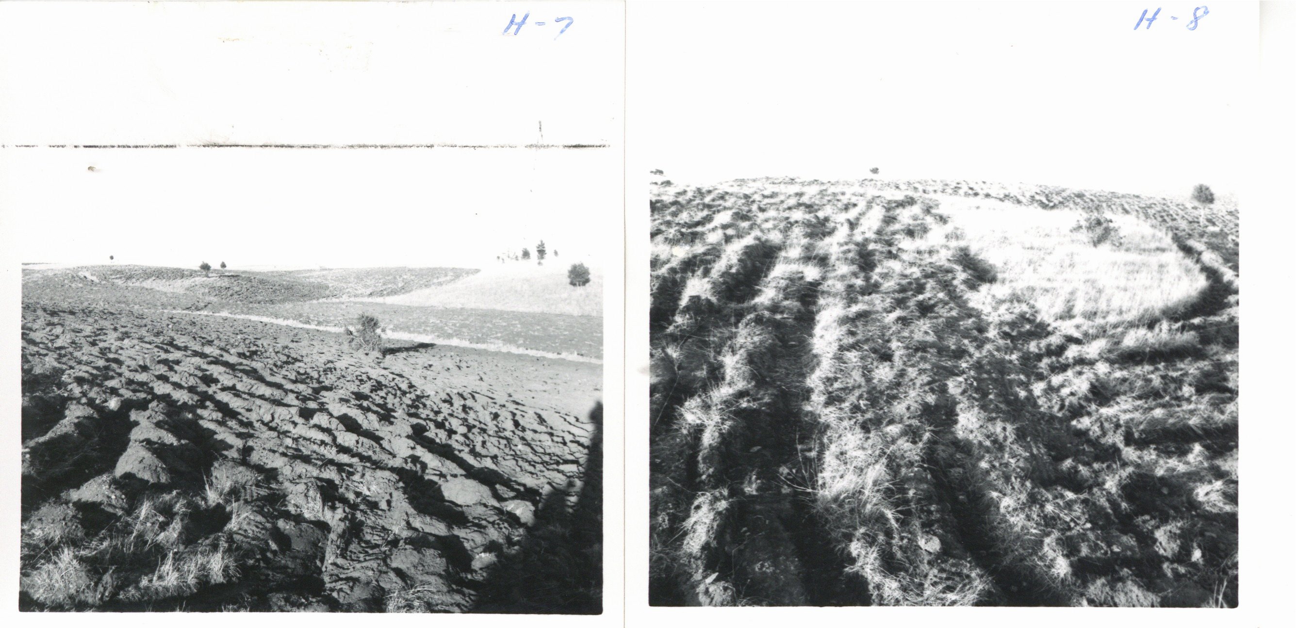 Glen Eads pasture land, 1964