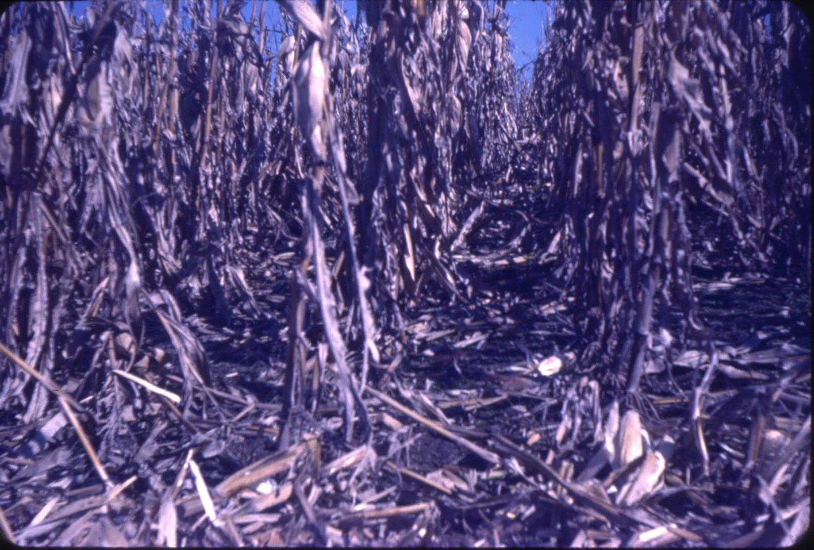 Dale Waters cornfield