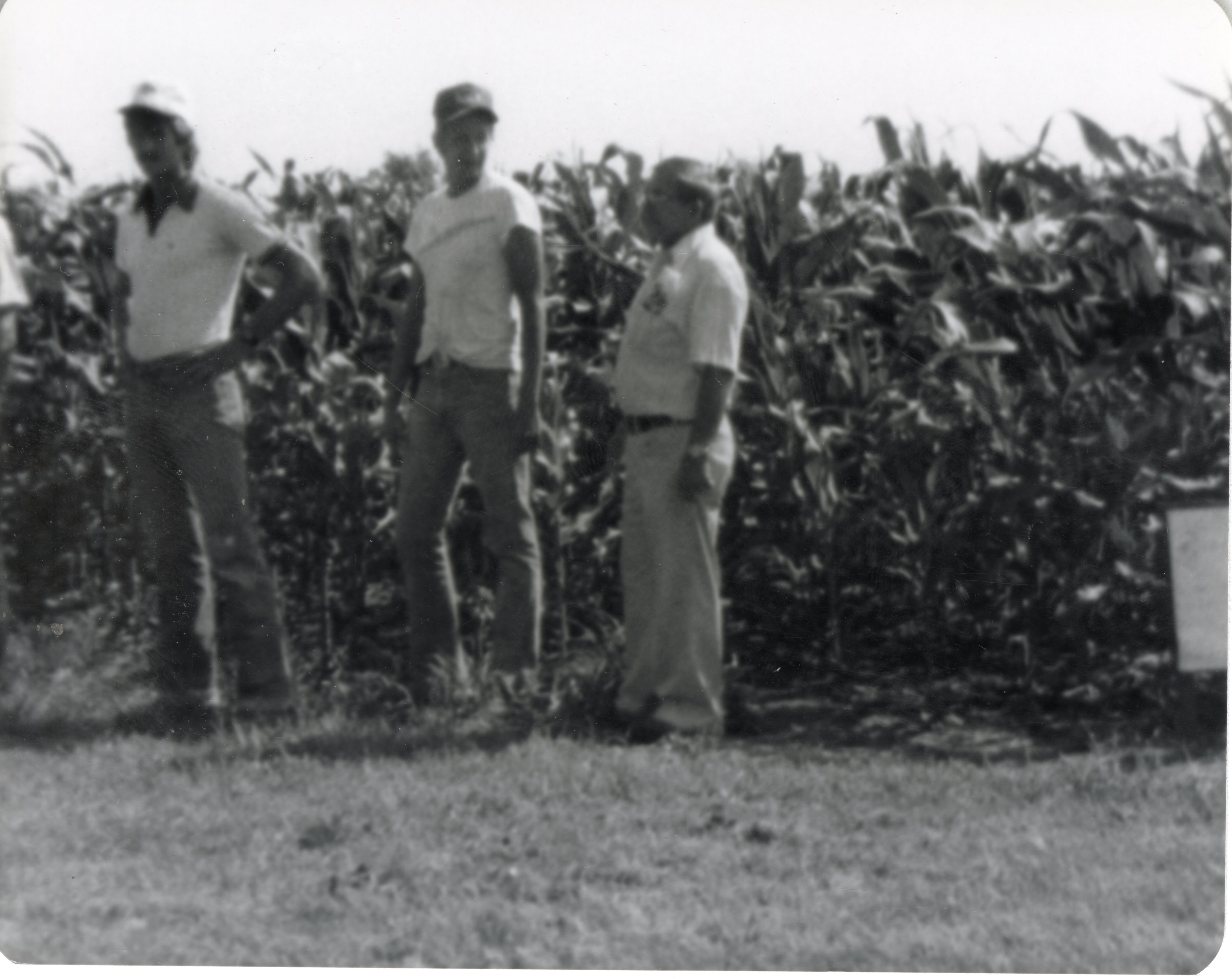 Three Unidentified Men Stand at the Edge of a Cornfield