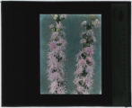 Liatris scariosa (Blazing star)