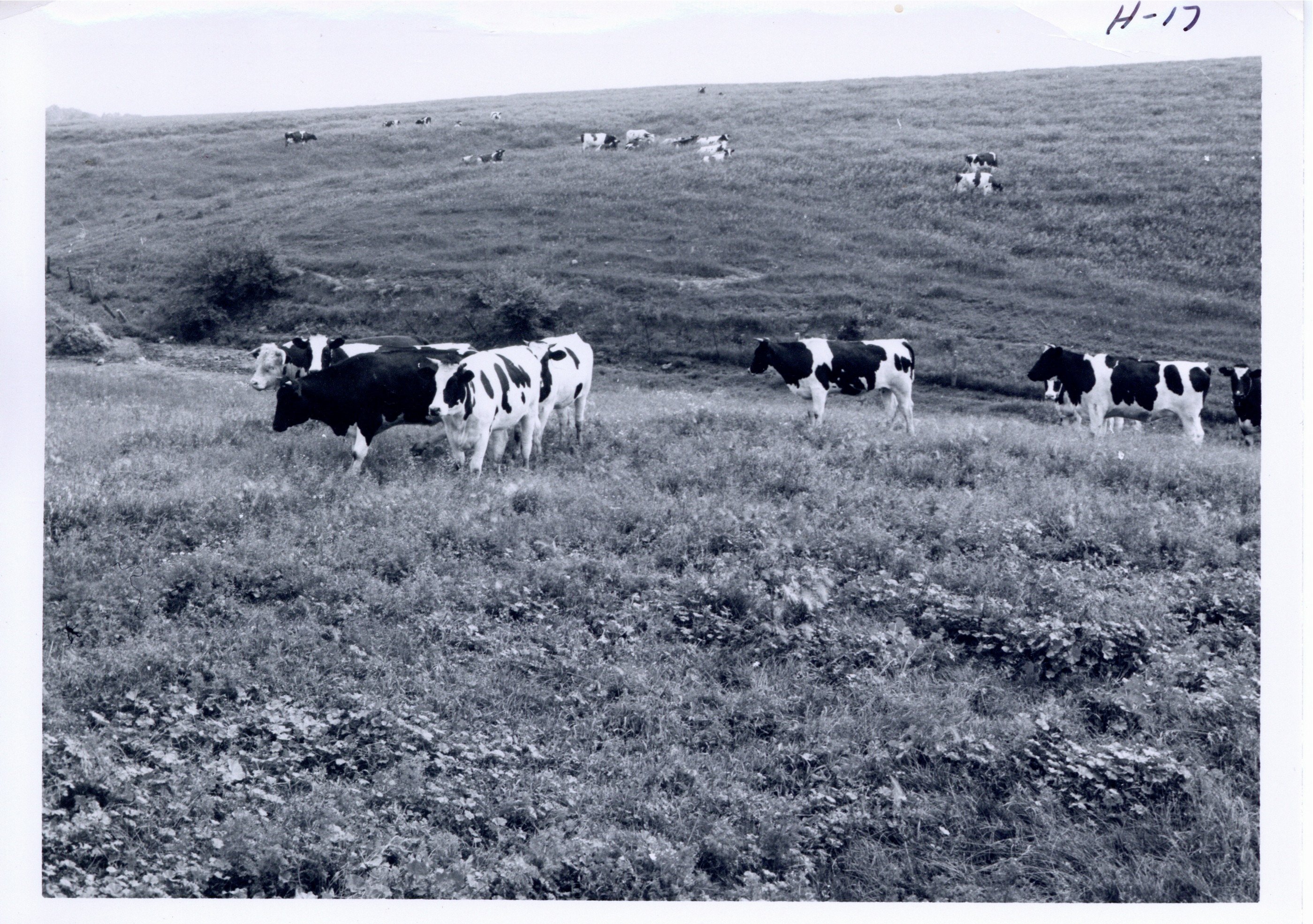 Wayne Meyer's dairy herd, 1967