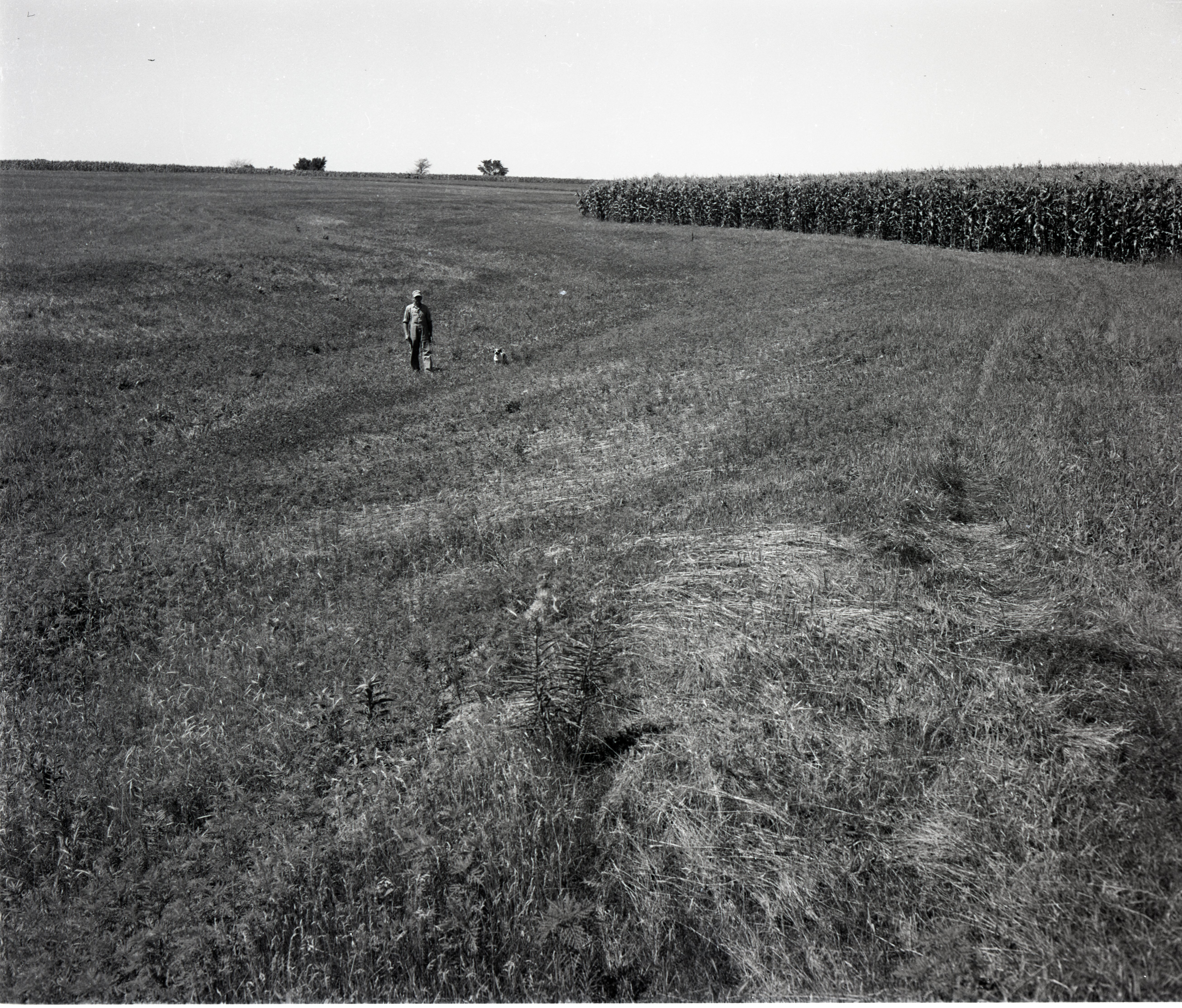 Farmer Stands in a Pasture Close to Corn Ffield