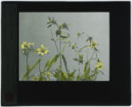 Bidens cernua (Stick-tight, smaller bur marigolds)