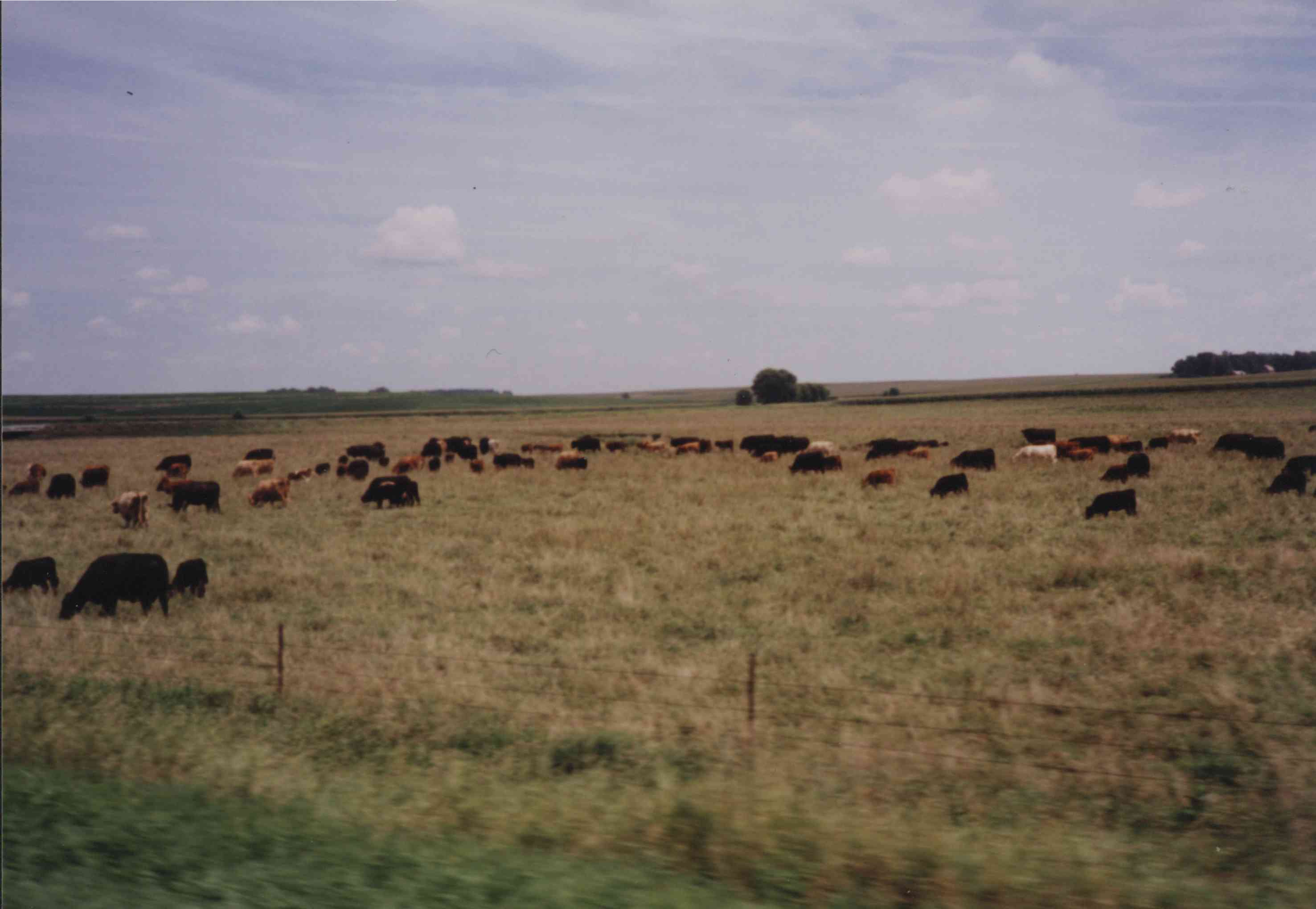 Cattle Grazing in Grass