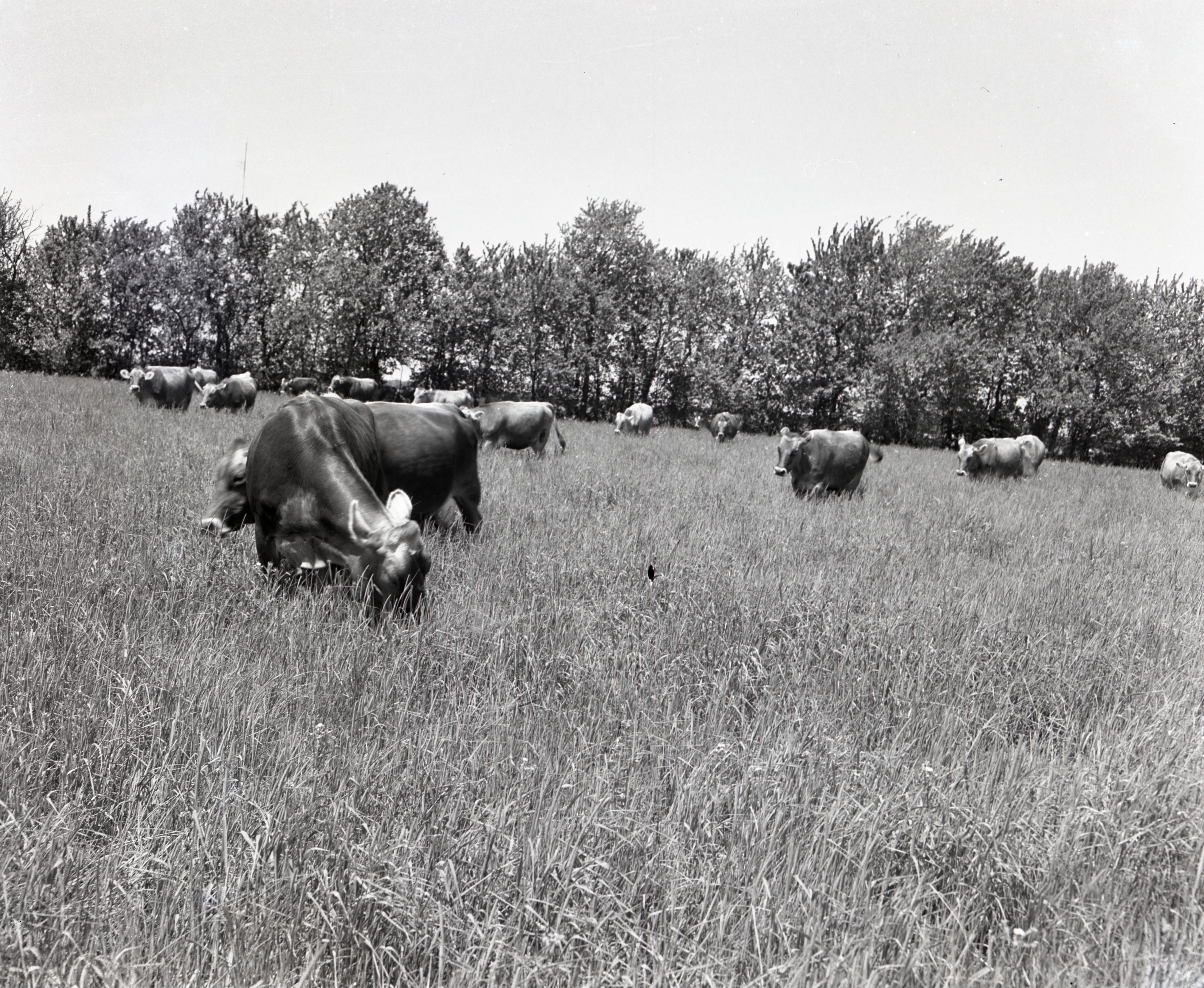Cattle Grazing in Field