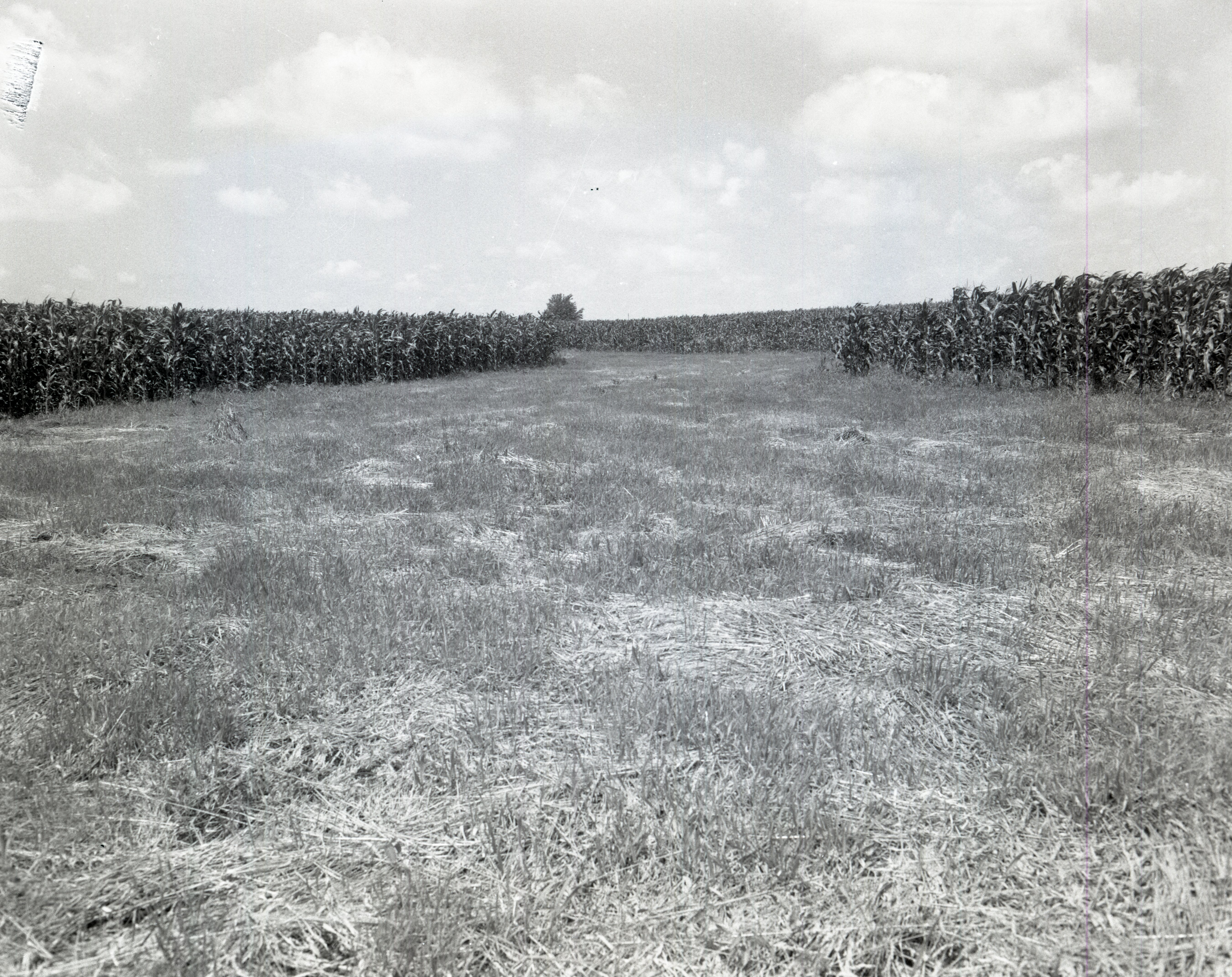 Cornfields and pasture