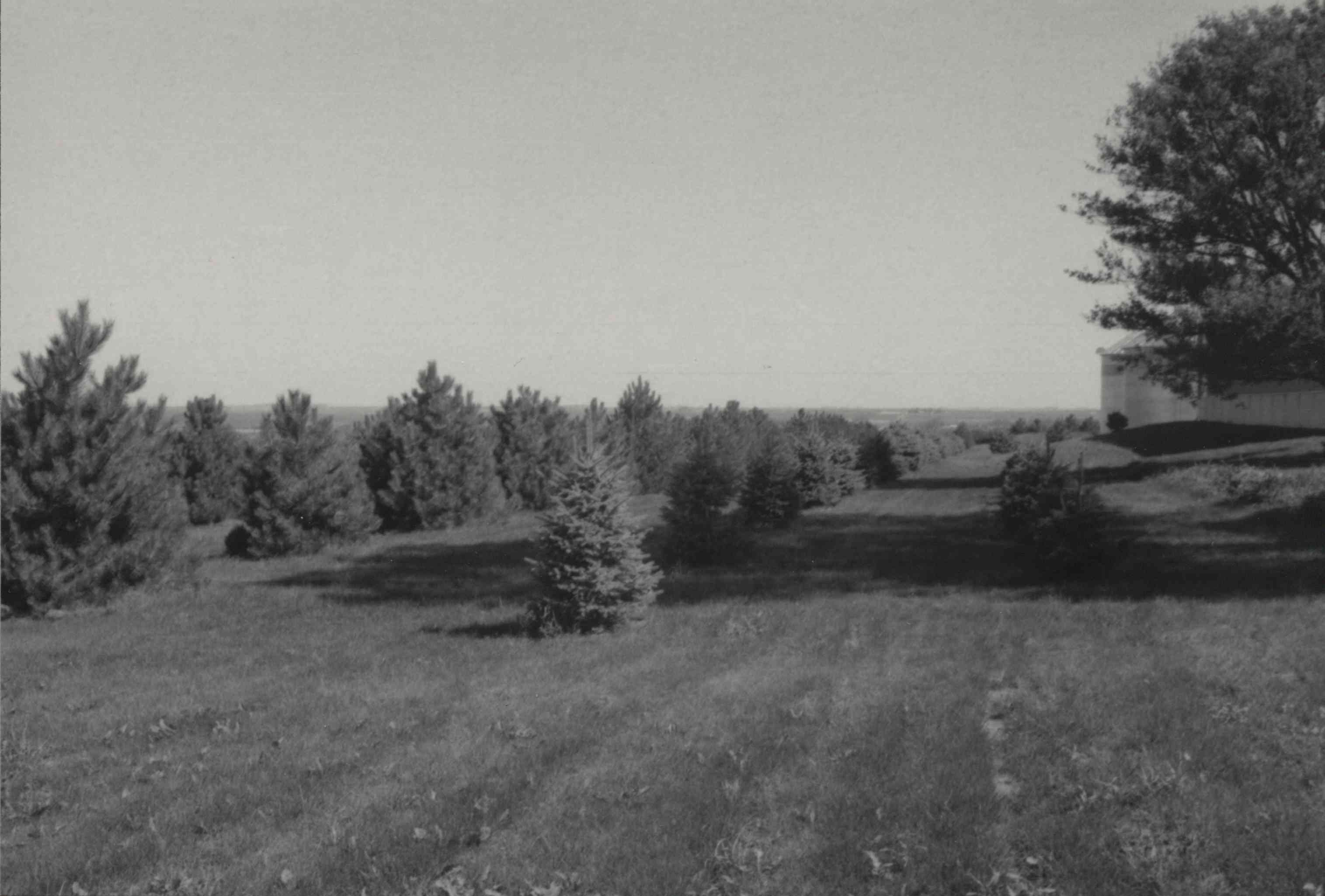 Pine Trees on the property of Fritz Dirksen in Plymouth County, Iowa