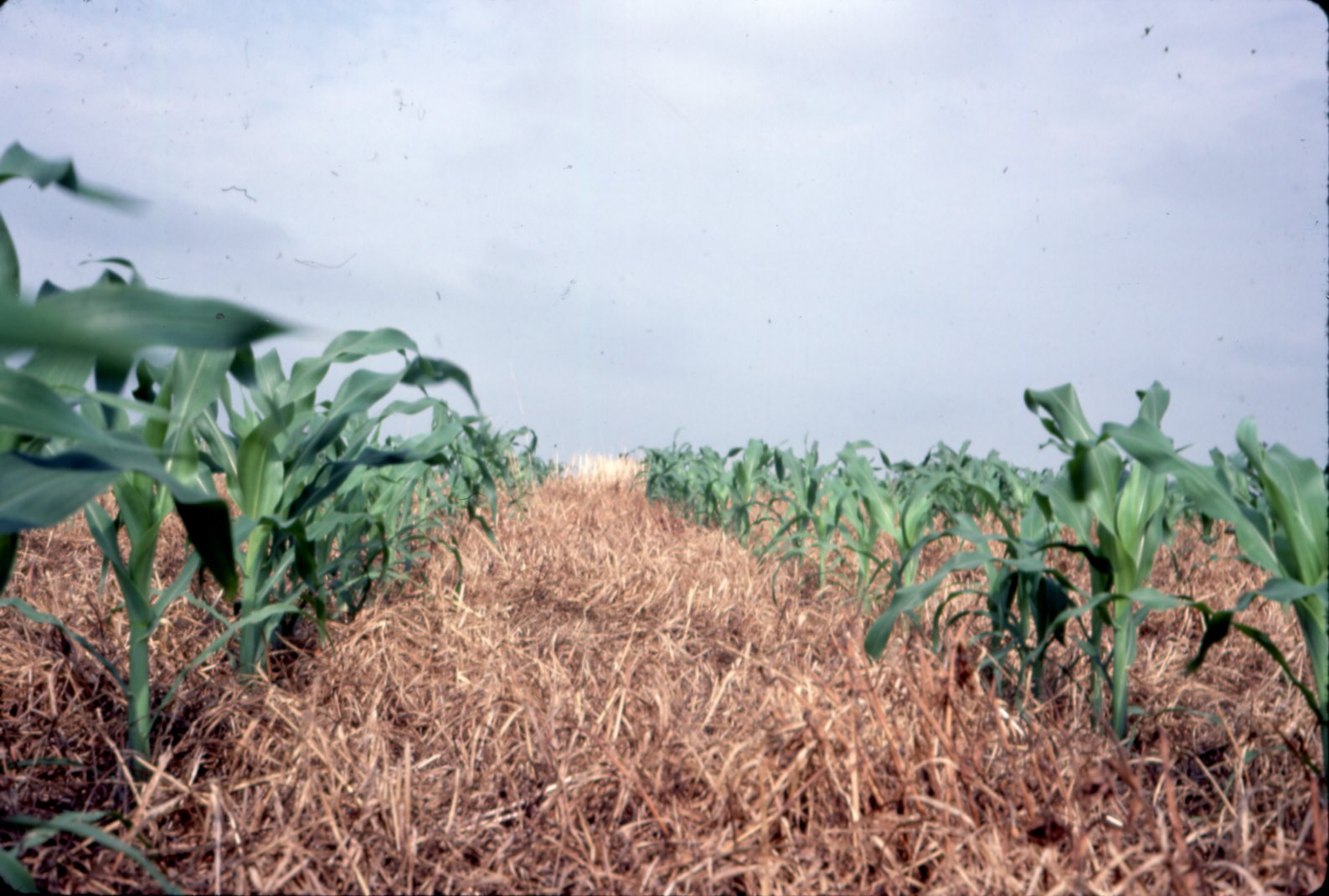 Dan McAllister's corn and hay rows, 1983