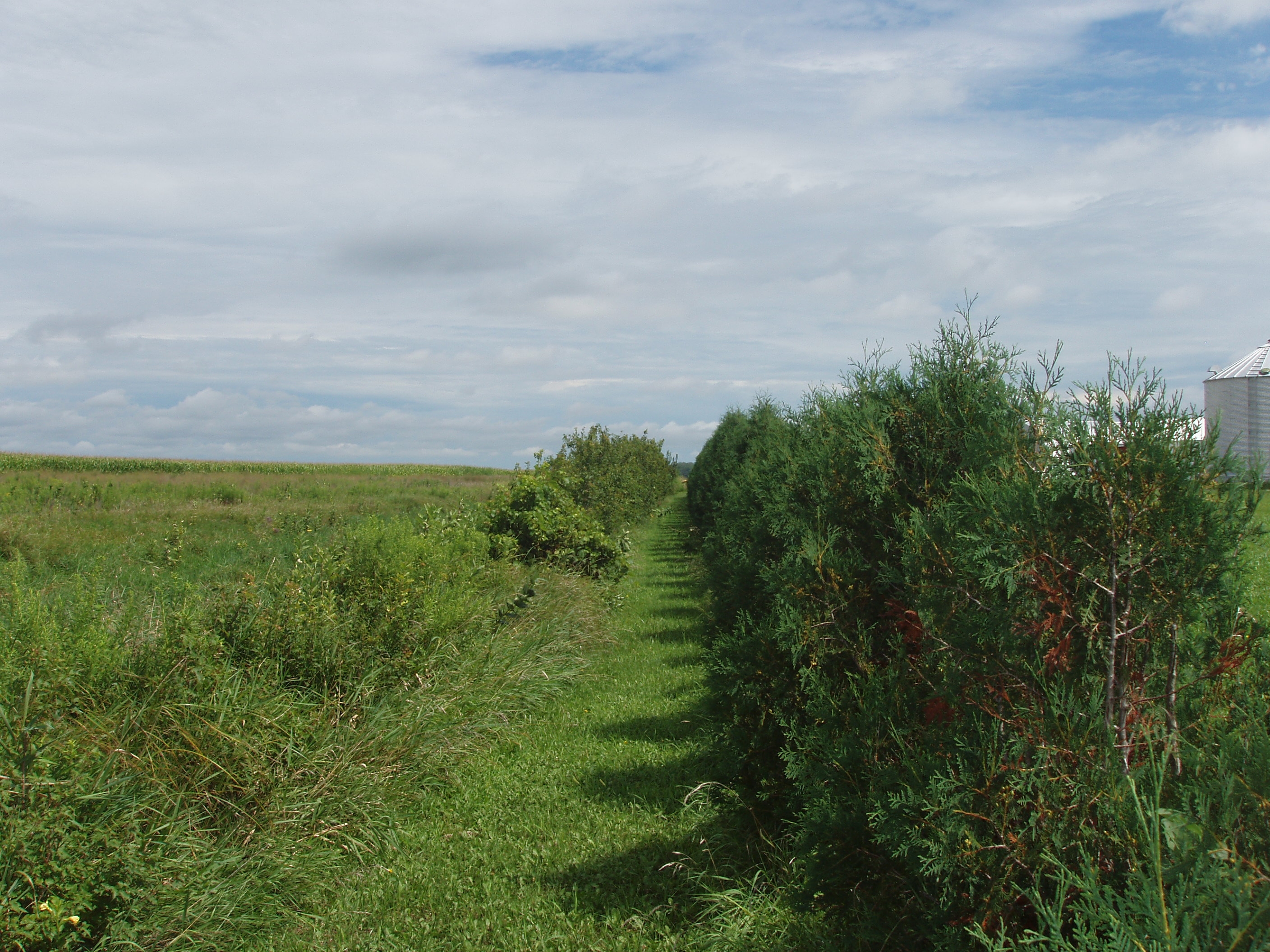 2007 Jack Strawhacker photos of field windbreak