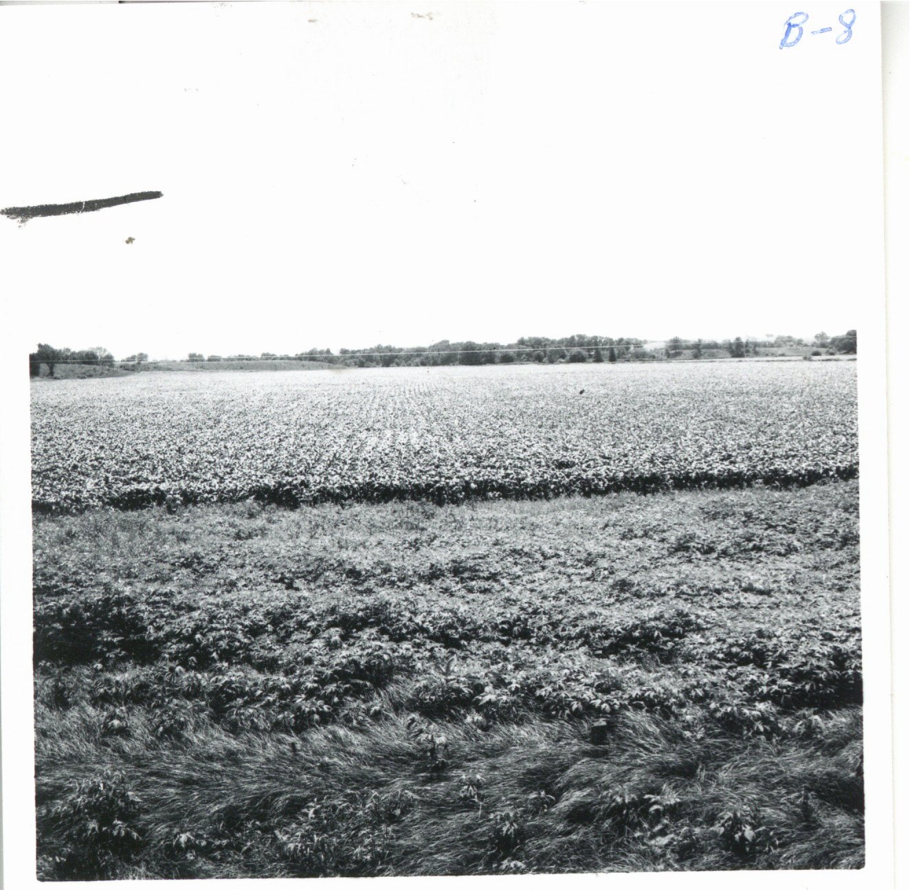 Glen Keiffer tile drainage field, 1967