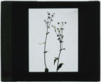 Erigeron (Fleabane)