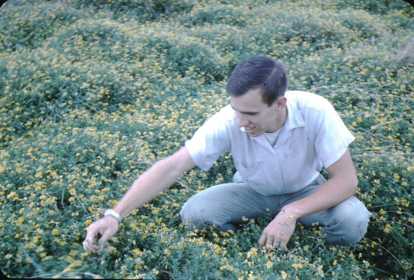 Tom Kaldenberg inspects a trefoil pasture.