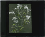 Eripatorium serolinum (Late-flowering thoroughwort)