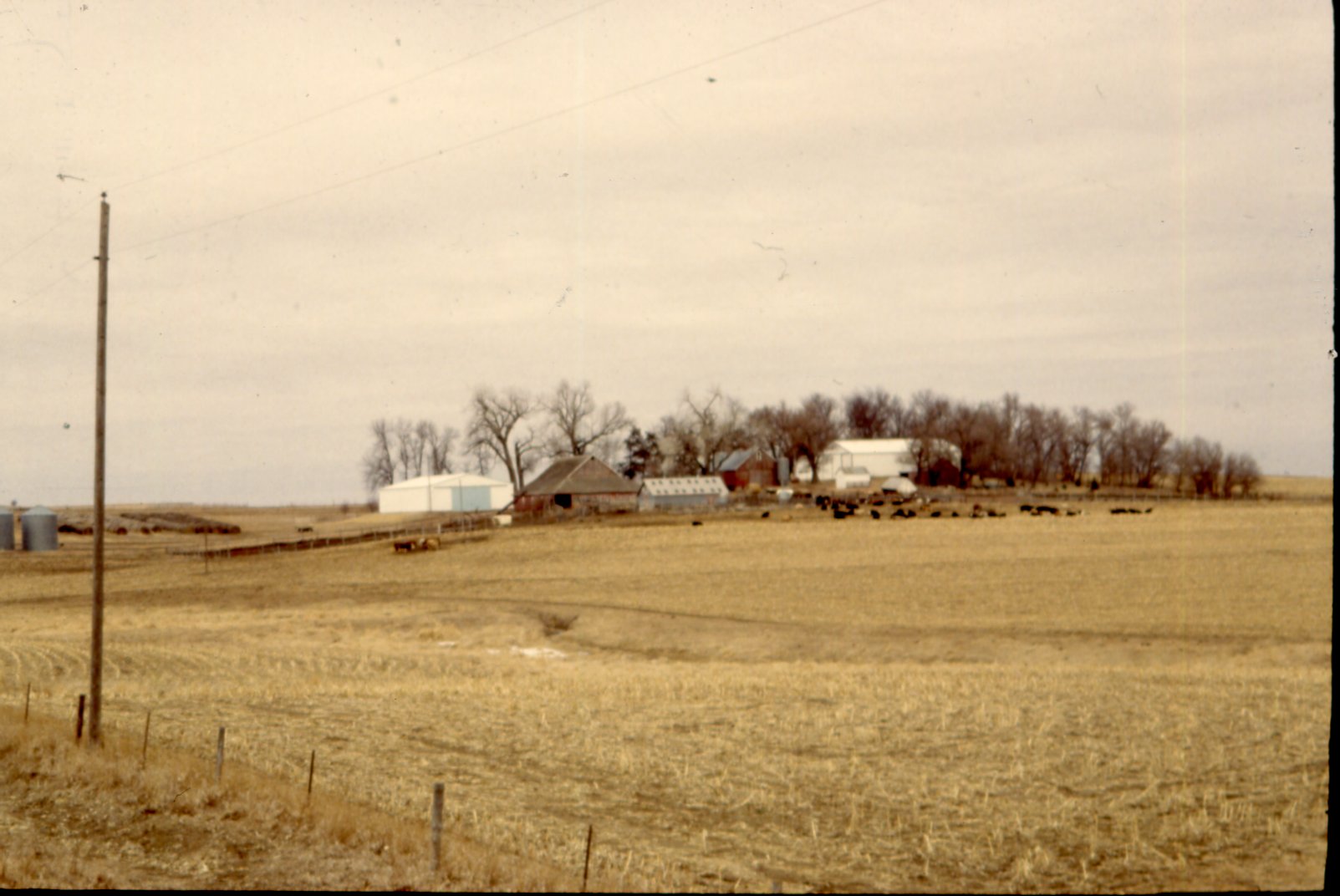 Cattle farm 