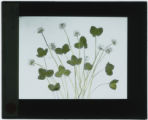 Trifolium repens (White clover)