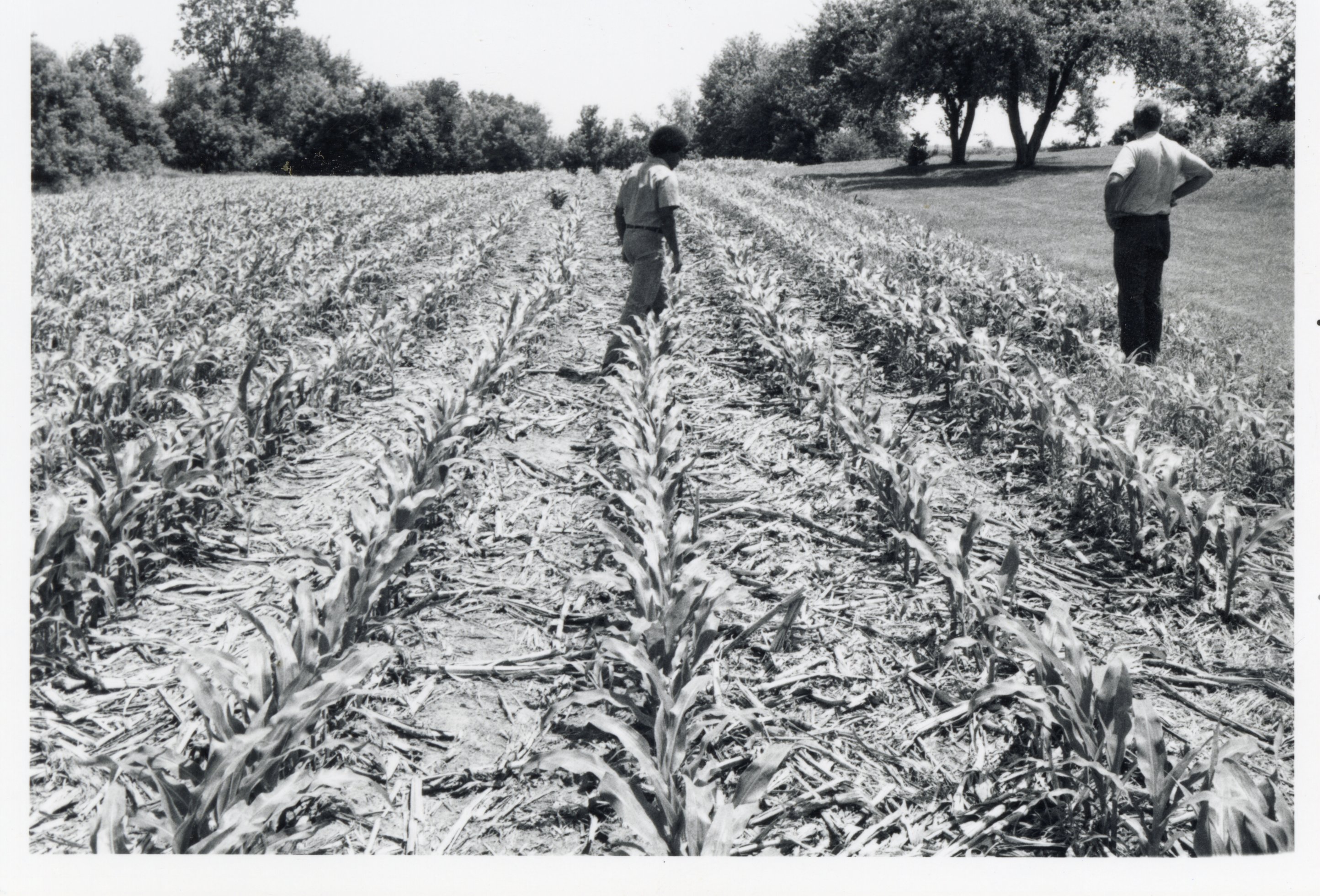 1970s Winston Cooper and another man walk in field