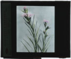 Liatris scariosa (Blazing star) specimen